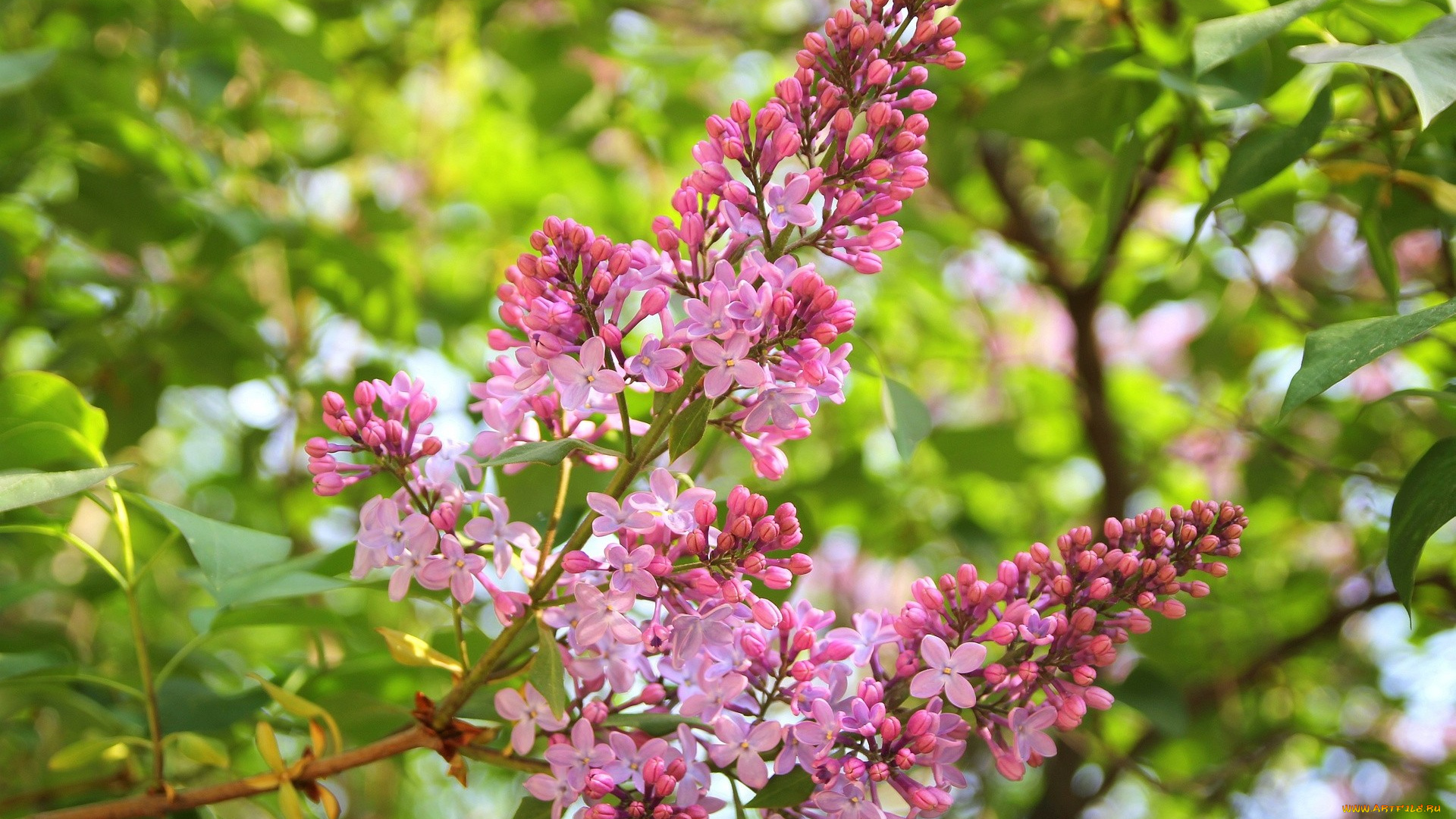 цветы, сирень, ветка