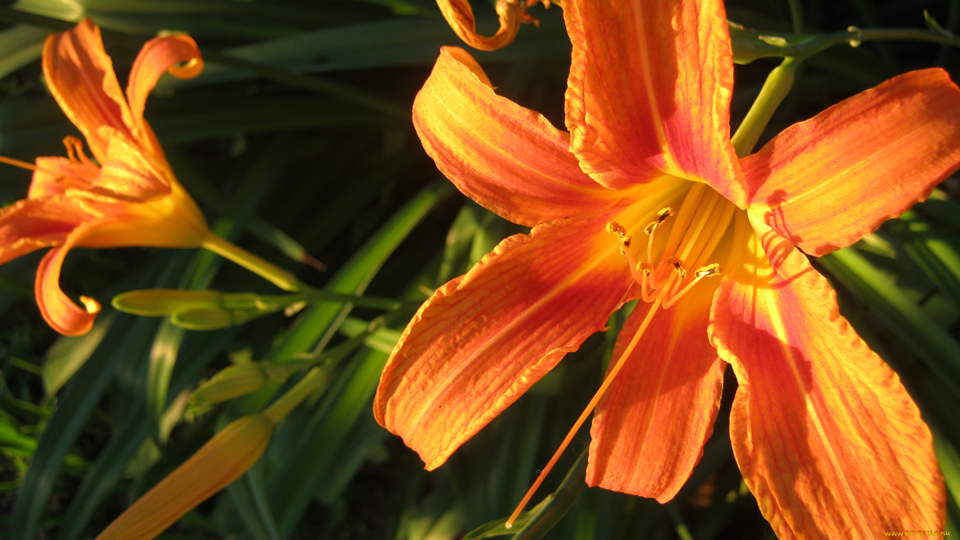 лилии, цветы, лилейники, мои