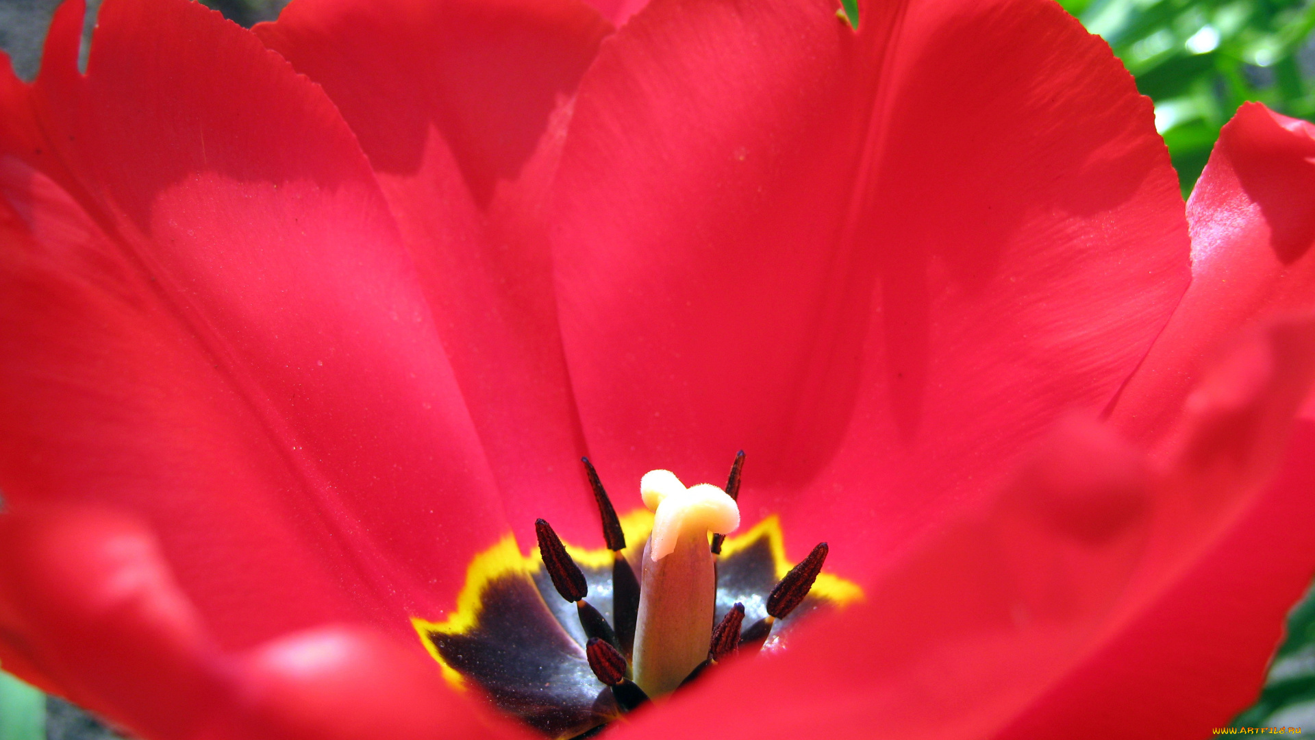 мои, тюльпаны, цветы