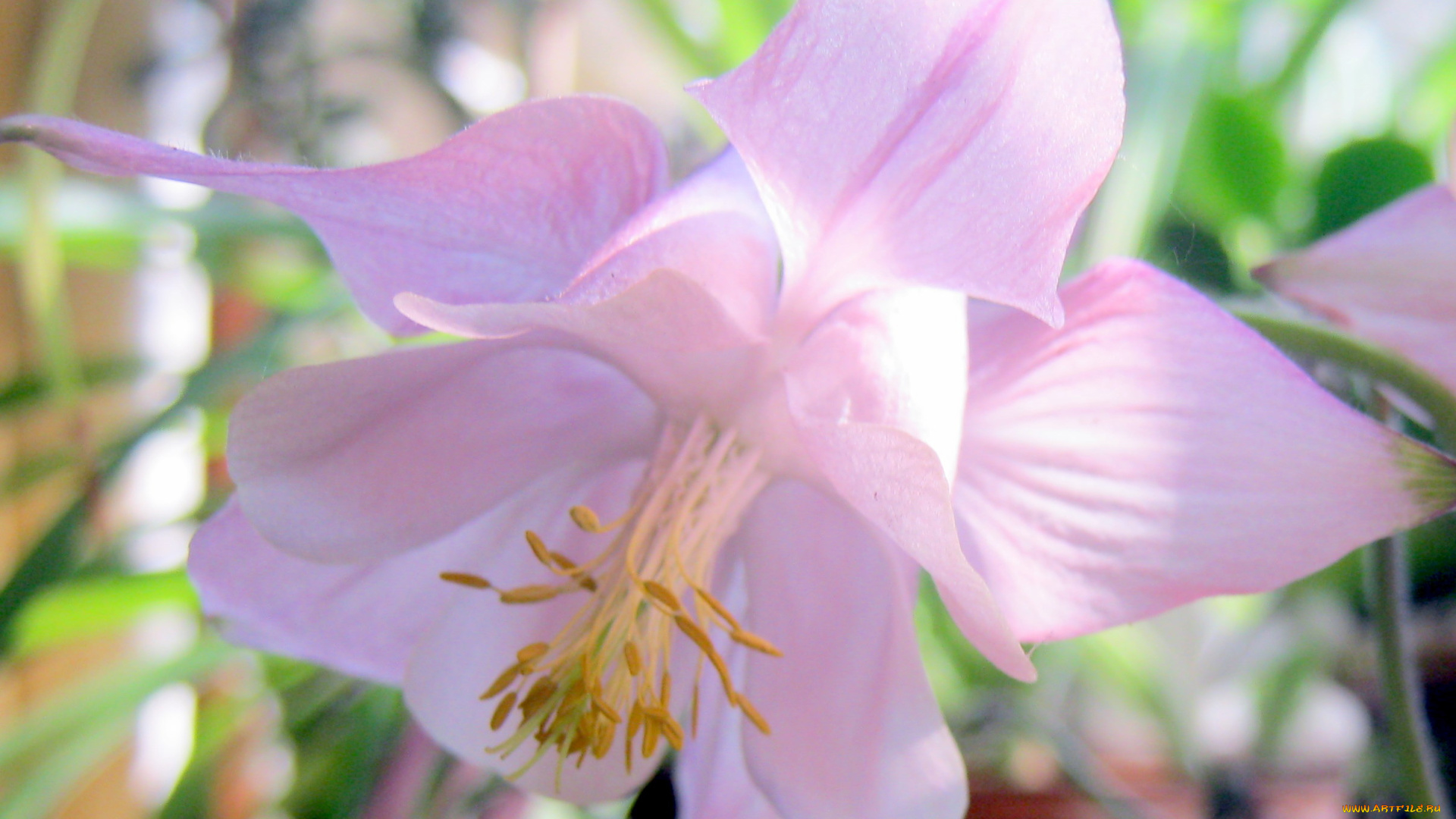 нежность, цветы, аквилегия, водосбор, розовый