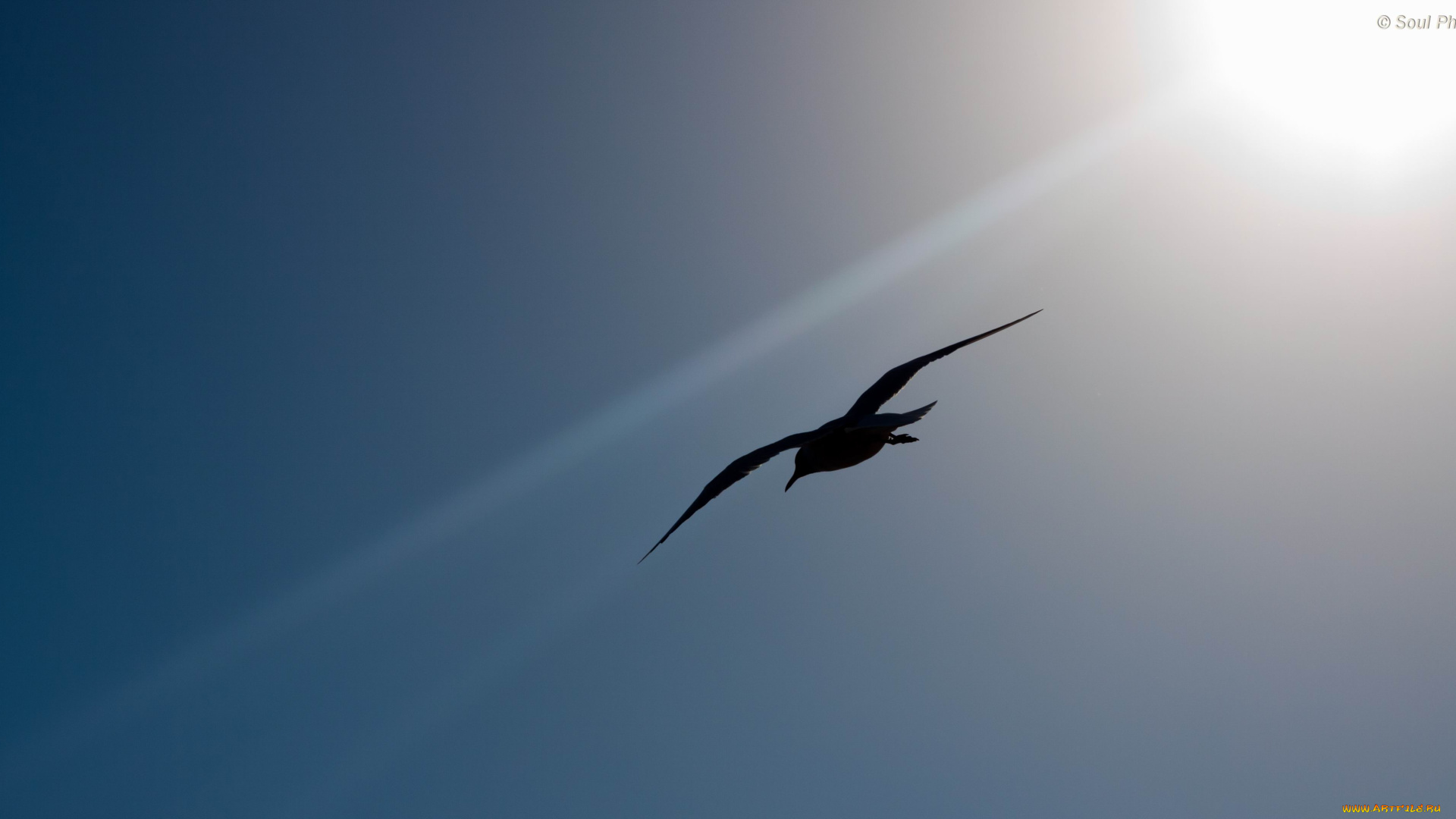 животные, Чайки, бакланы, крачки, обои, птицы