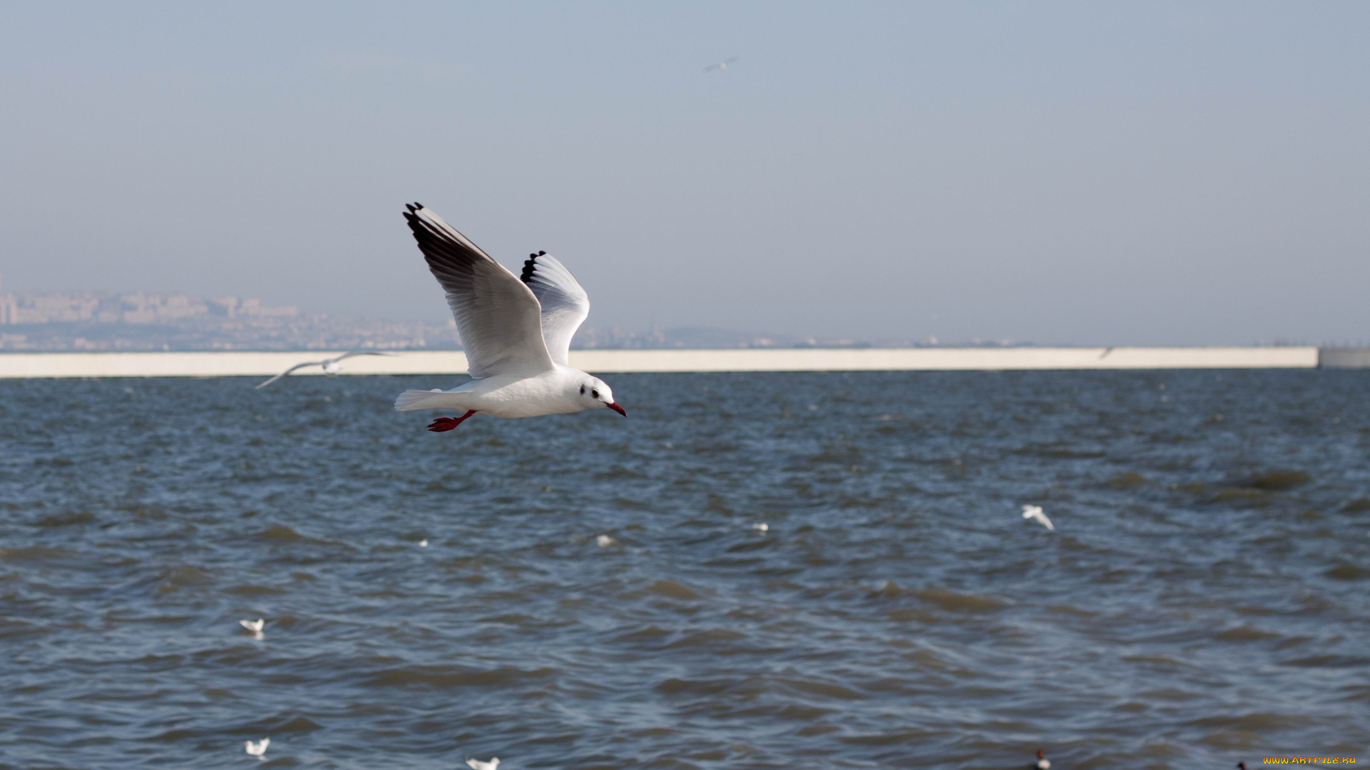 животные, Чайки, бакланы, крачки, обои, птицы