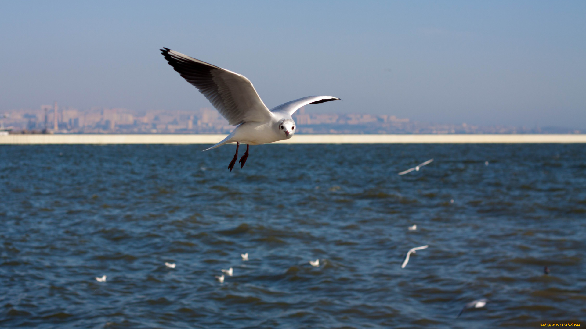 животные, Чайки, бакланы, крачки, обои, птицы