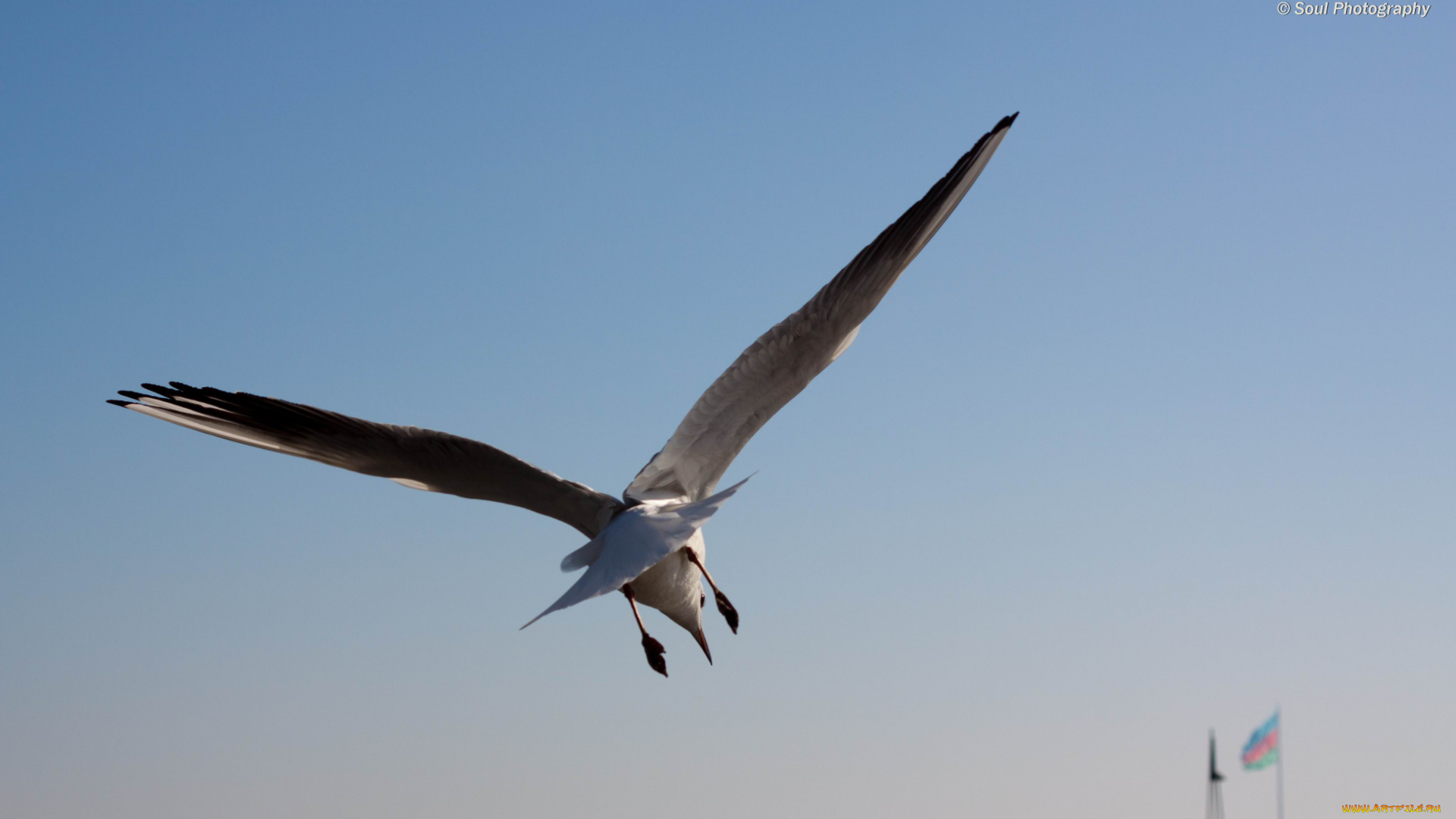 животные, Чайки, бакланы, крачки, обои, птицы