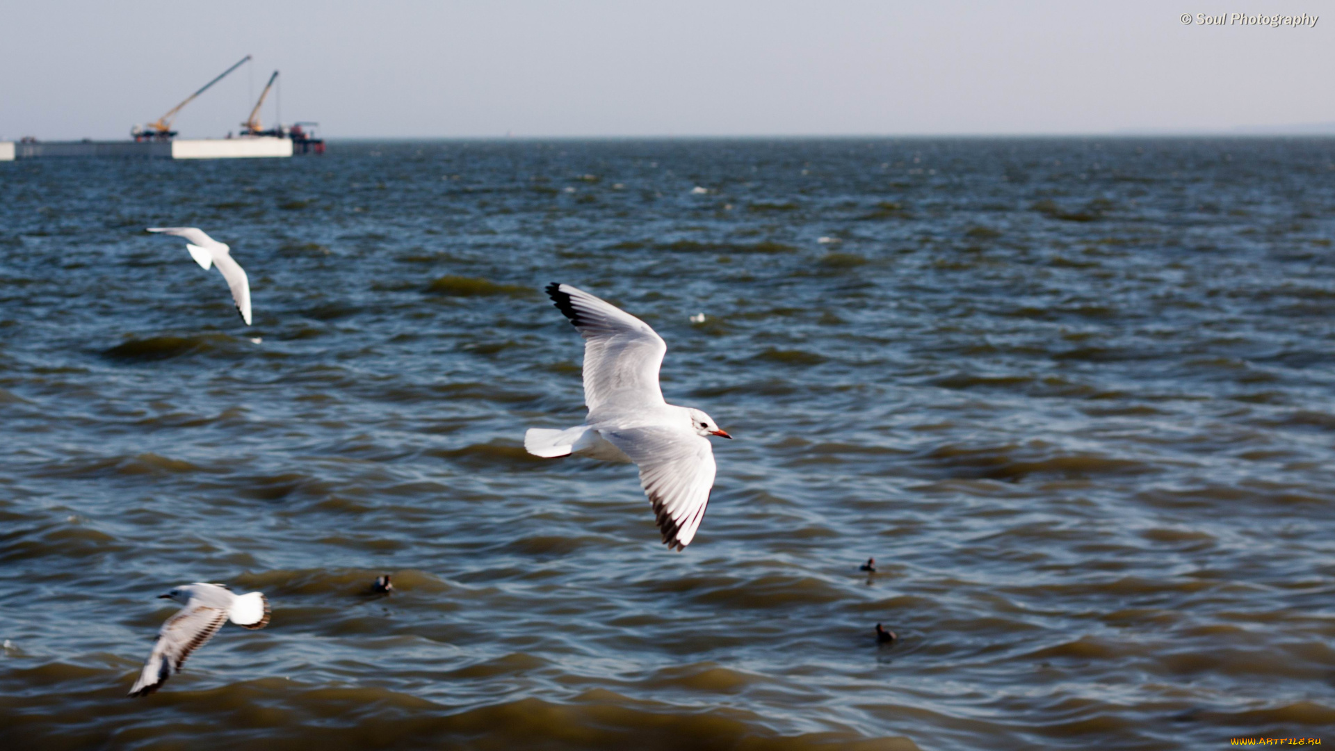 животные, Чайки, бакланы, крачки, обои, птицы