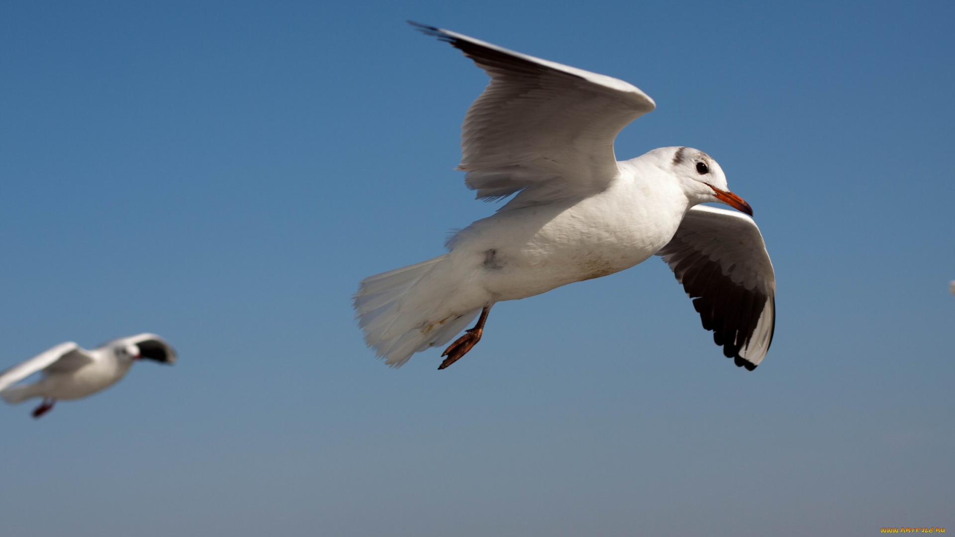 животные, Чайки, бакланы, крачки, обои, птицы