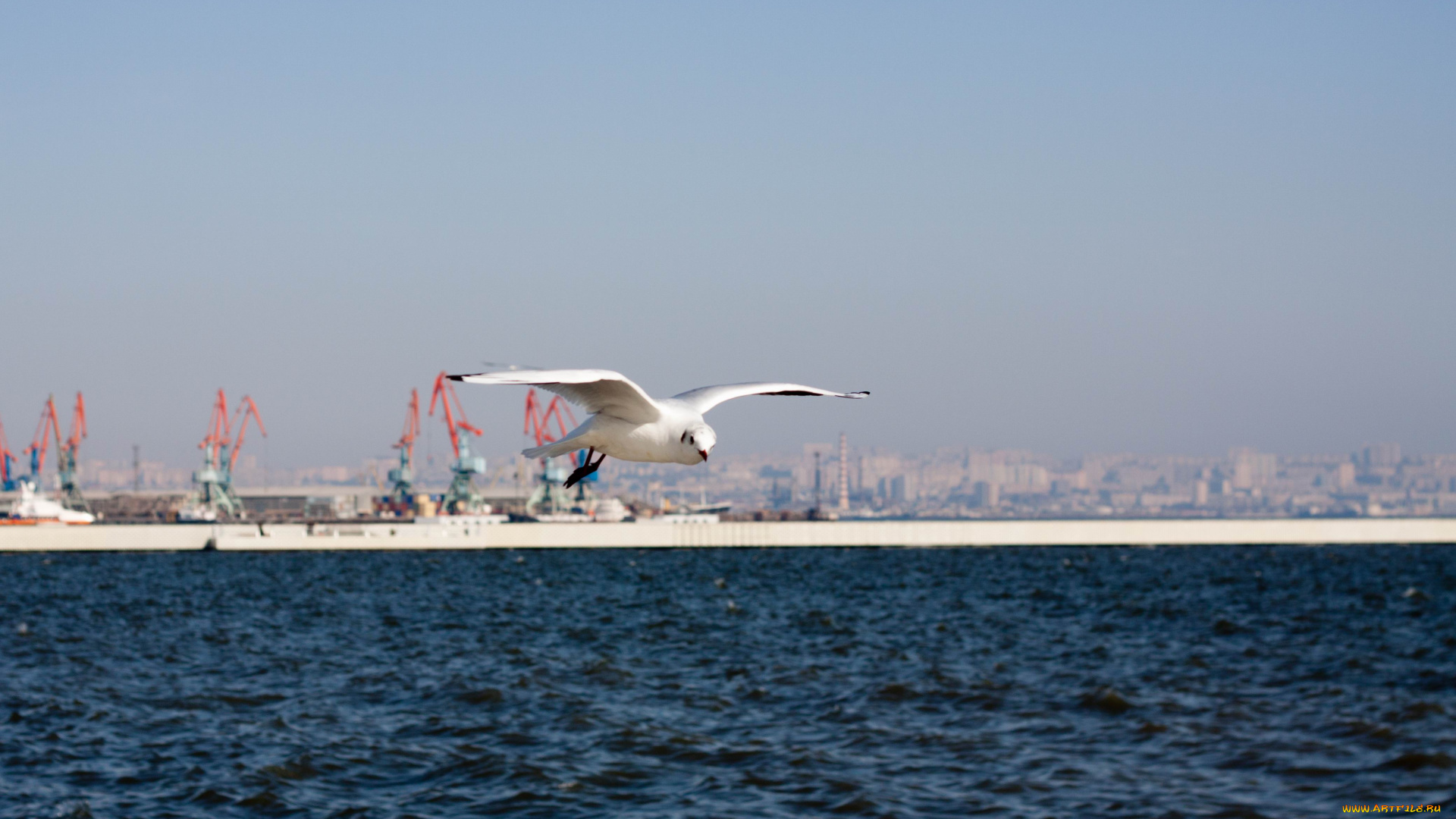 животные, Чайки, бакланы, крачки, птицы, обои