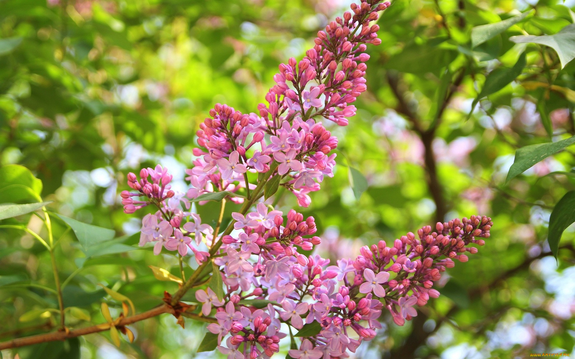 цветы, сирень, ветка