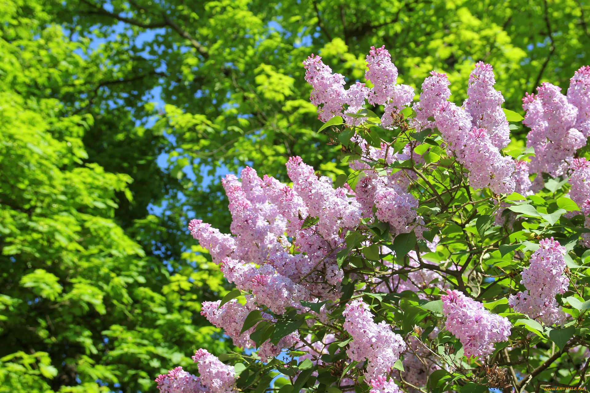 цветы, сирень, куст, весна