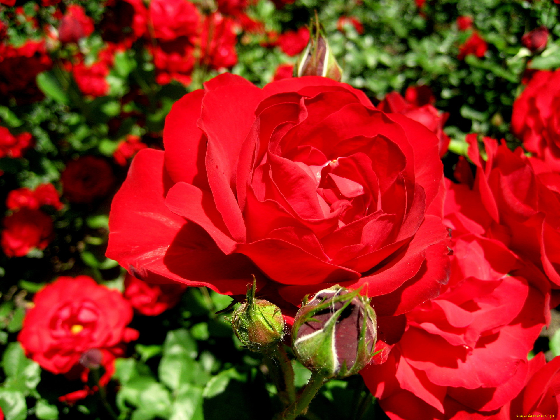 цветы, розы, яркий, алый