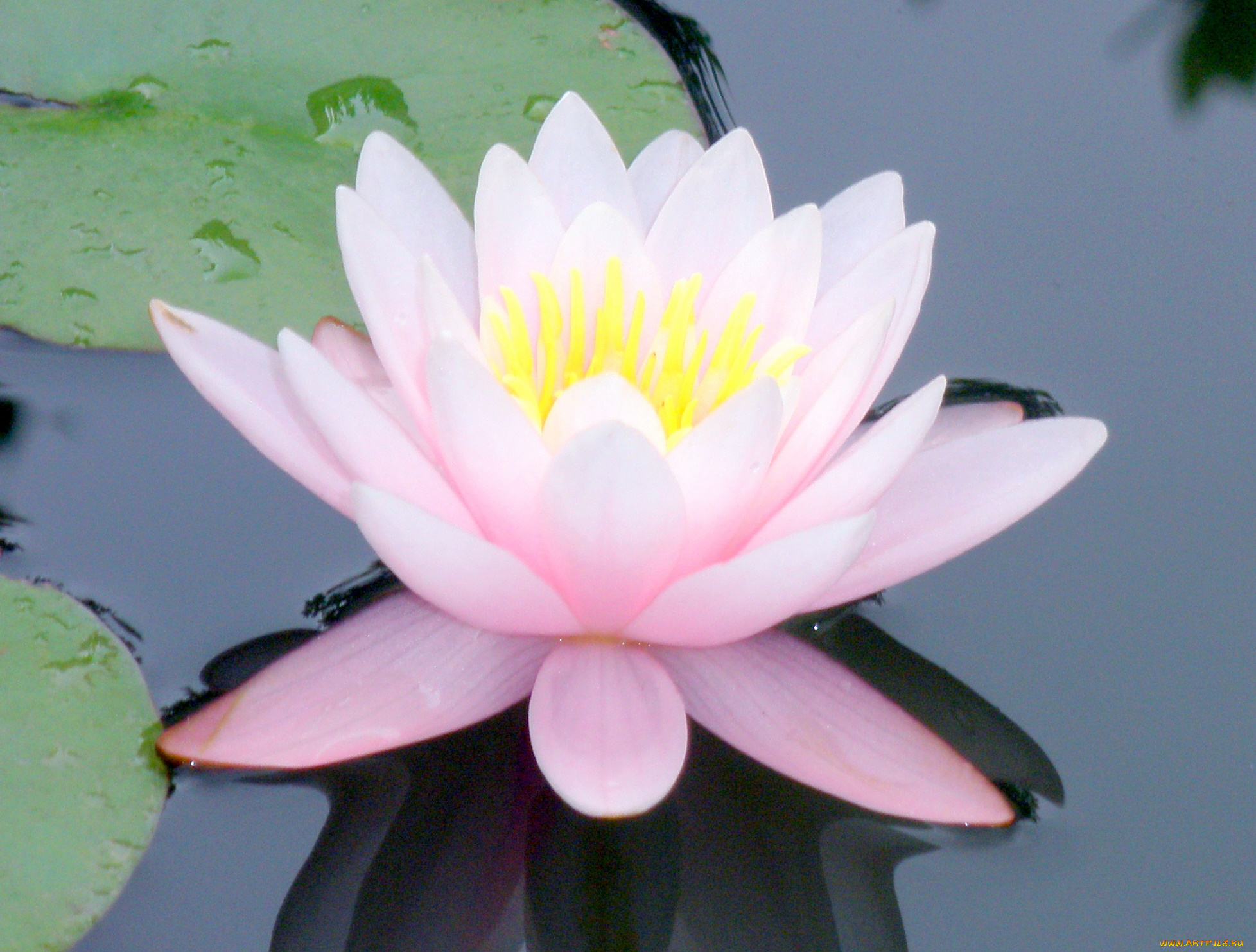 цветы, лилии, водяные, нимфеи, кувшинки, лотос