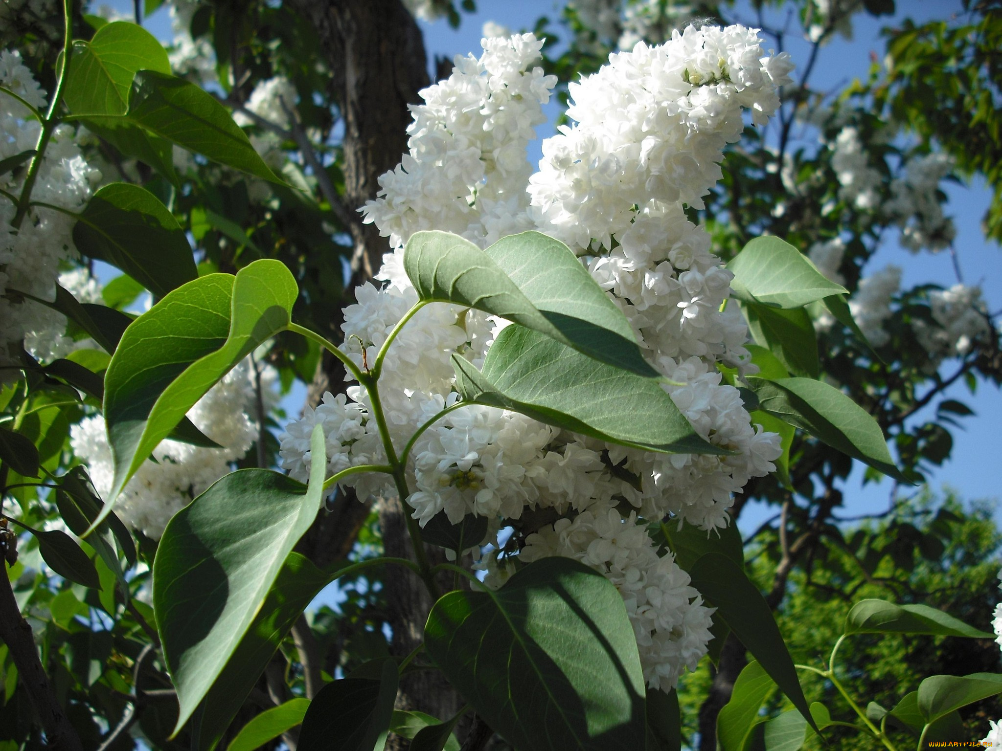 цветы, сирень, махровые, лепестки, белый, май, весна