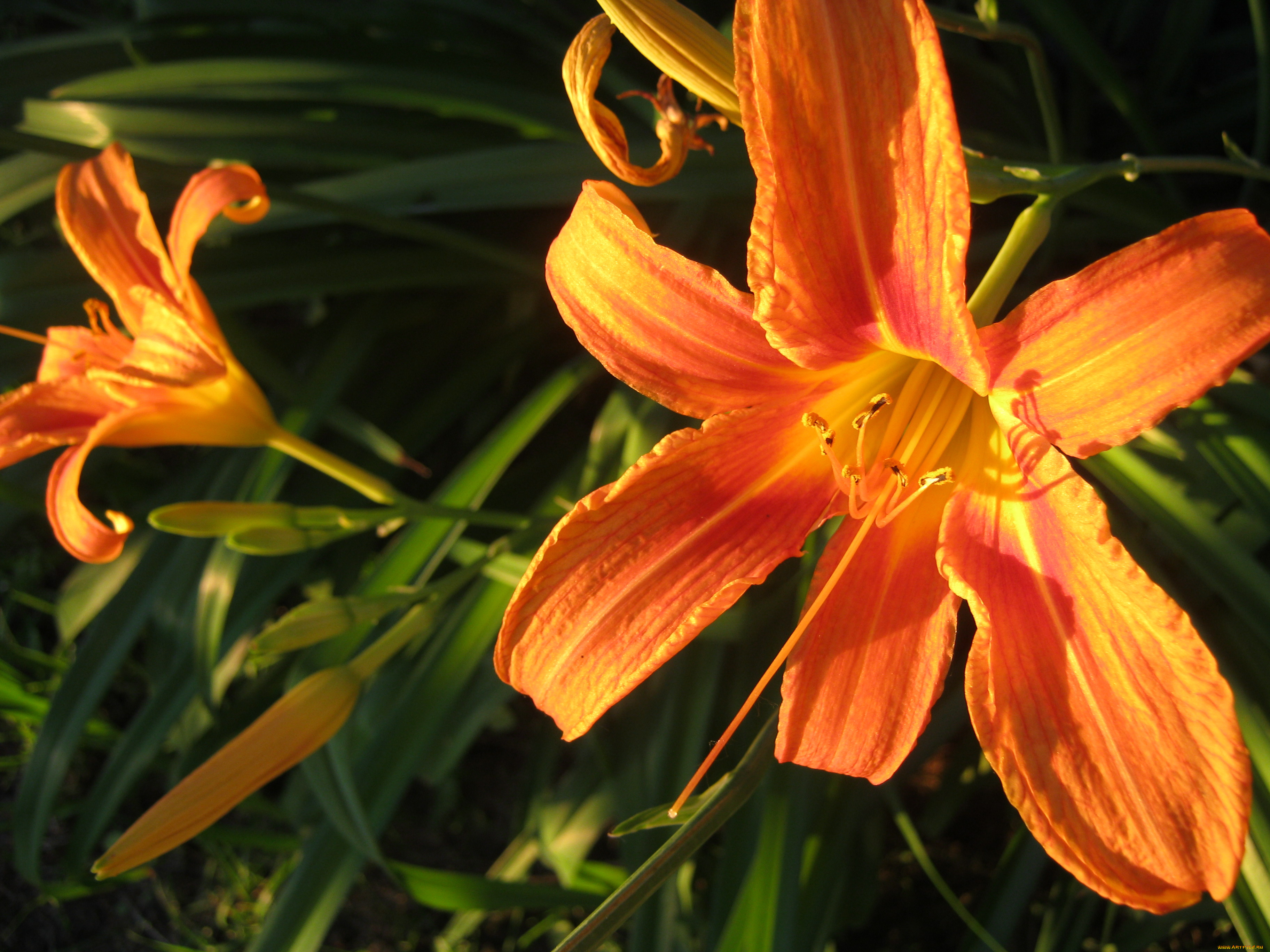 лилии, цветы, лилейники, мои