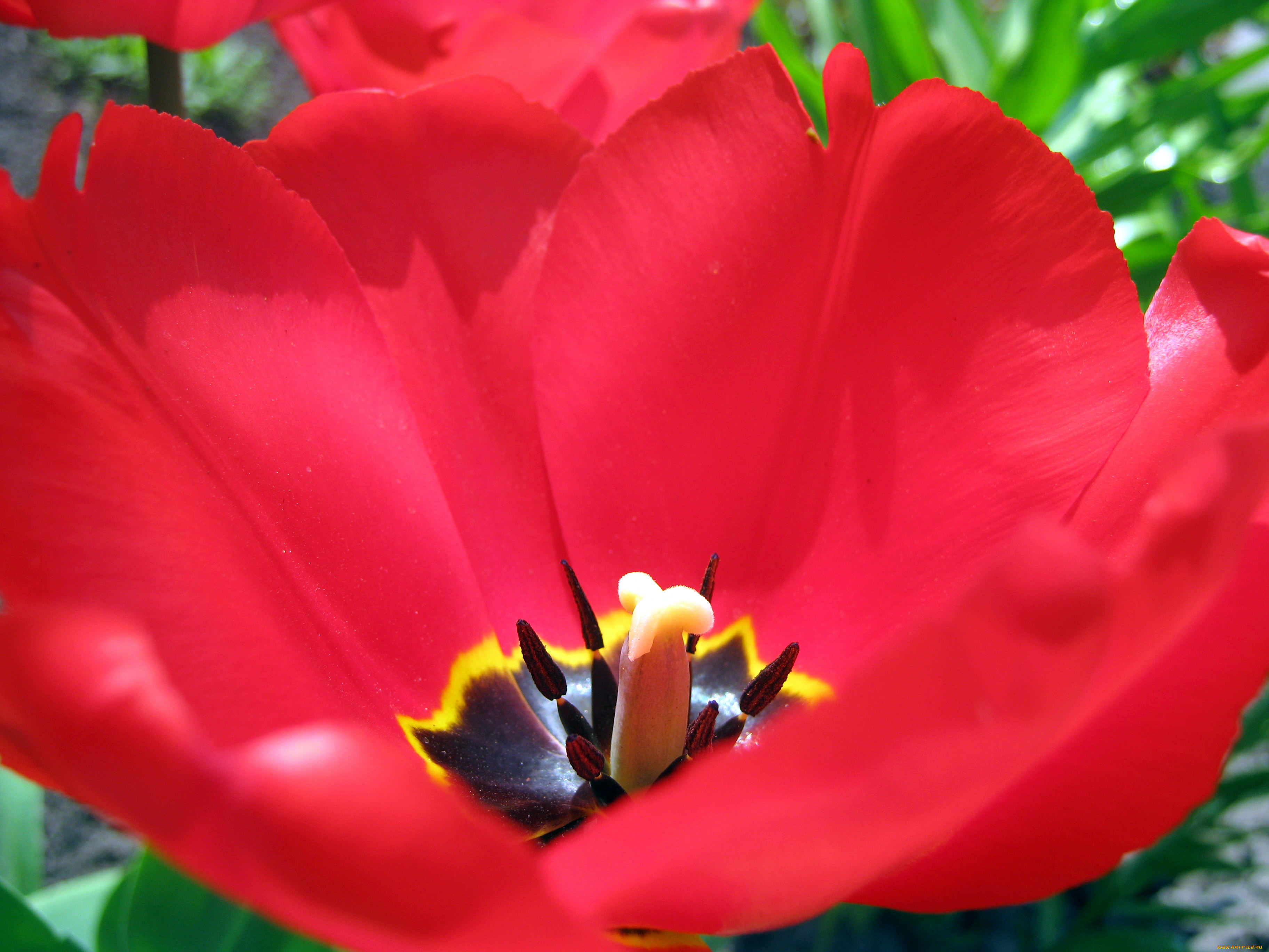 мои, тюльпаны, цветы