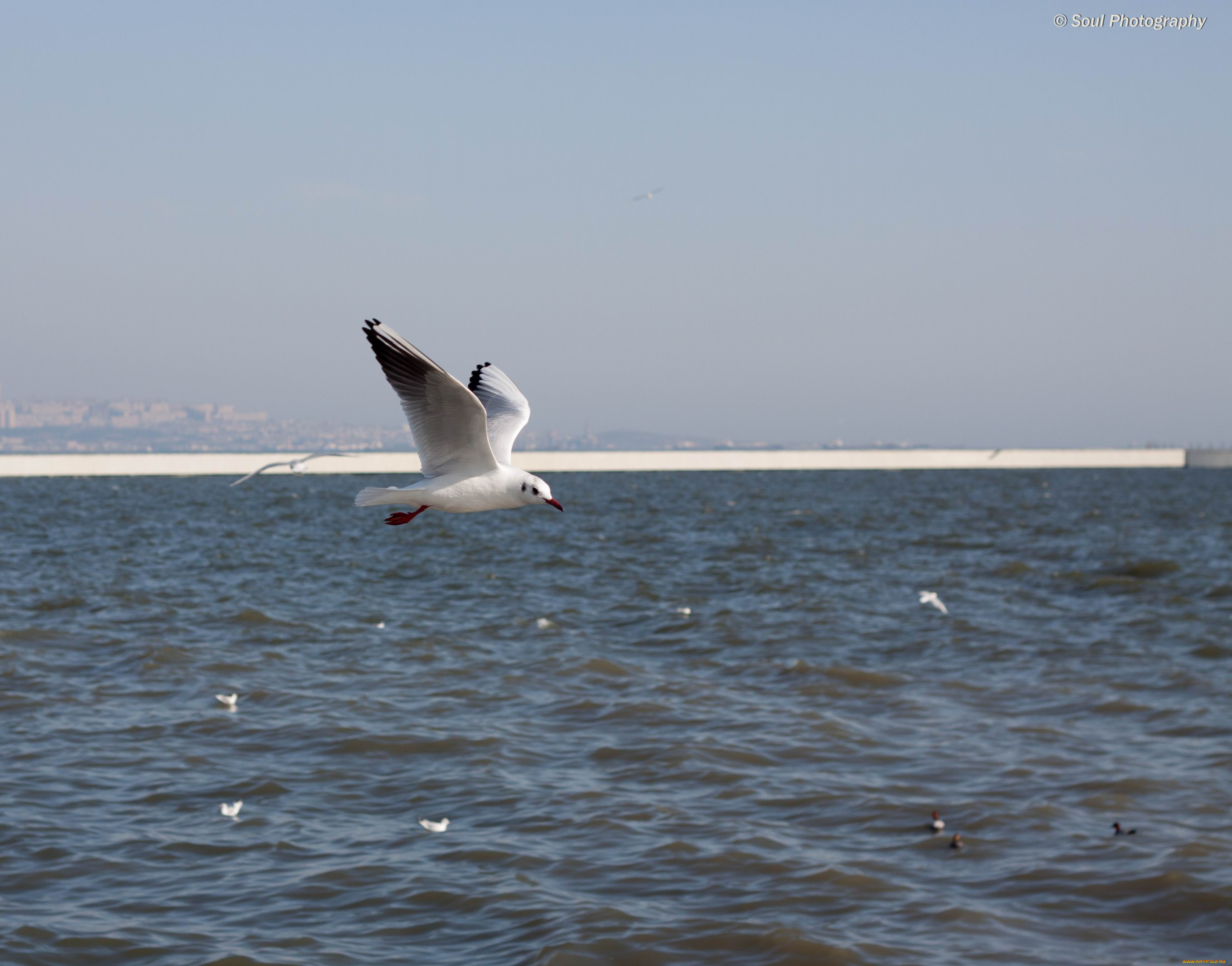 животные, Чайки, бакланы, крачки, обои, птицы