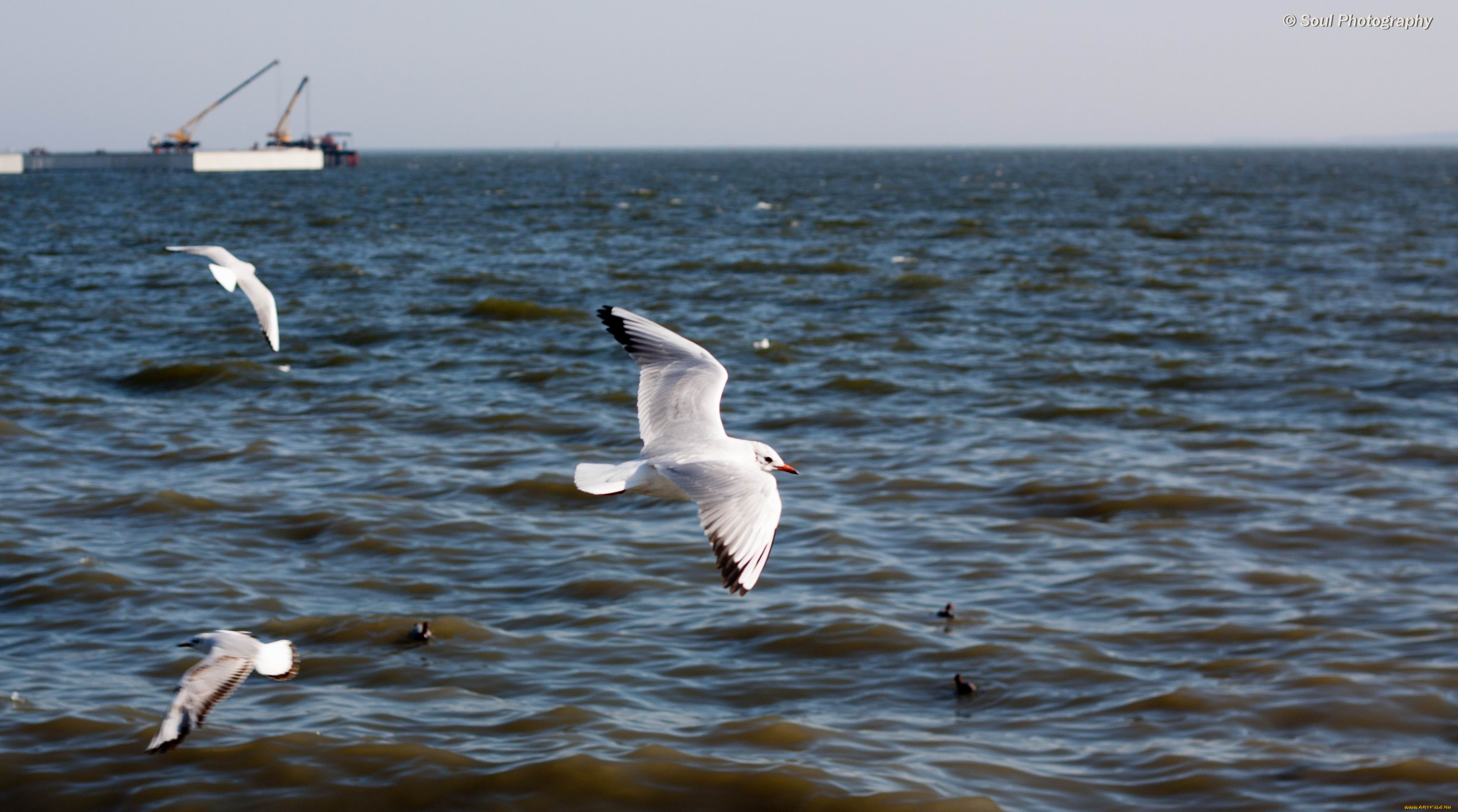 животные, Чайки, бакланы, крачки, обои, птицы