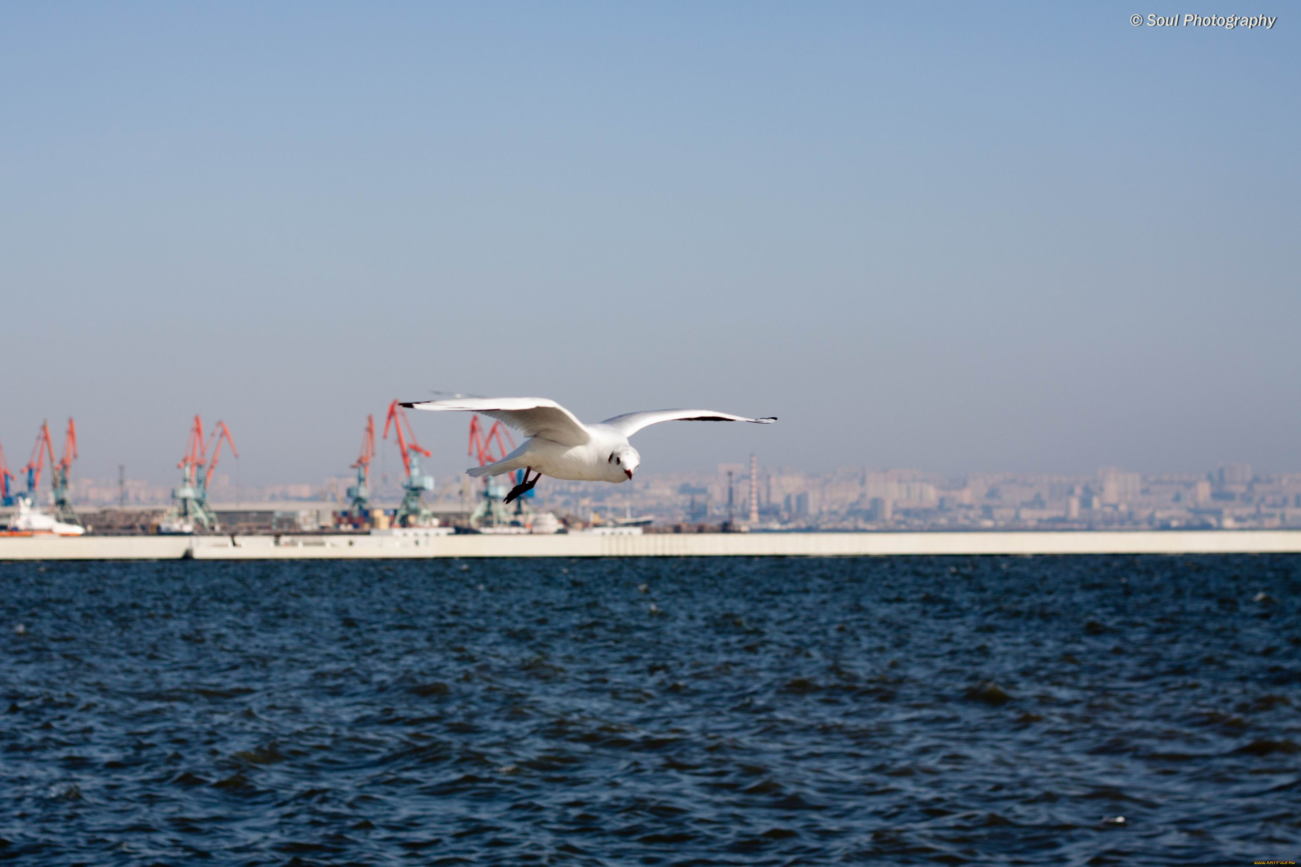 животные, Чайки, бакланы, крачки, птицы, обои