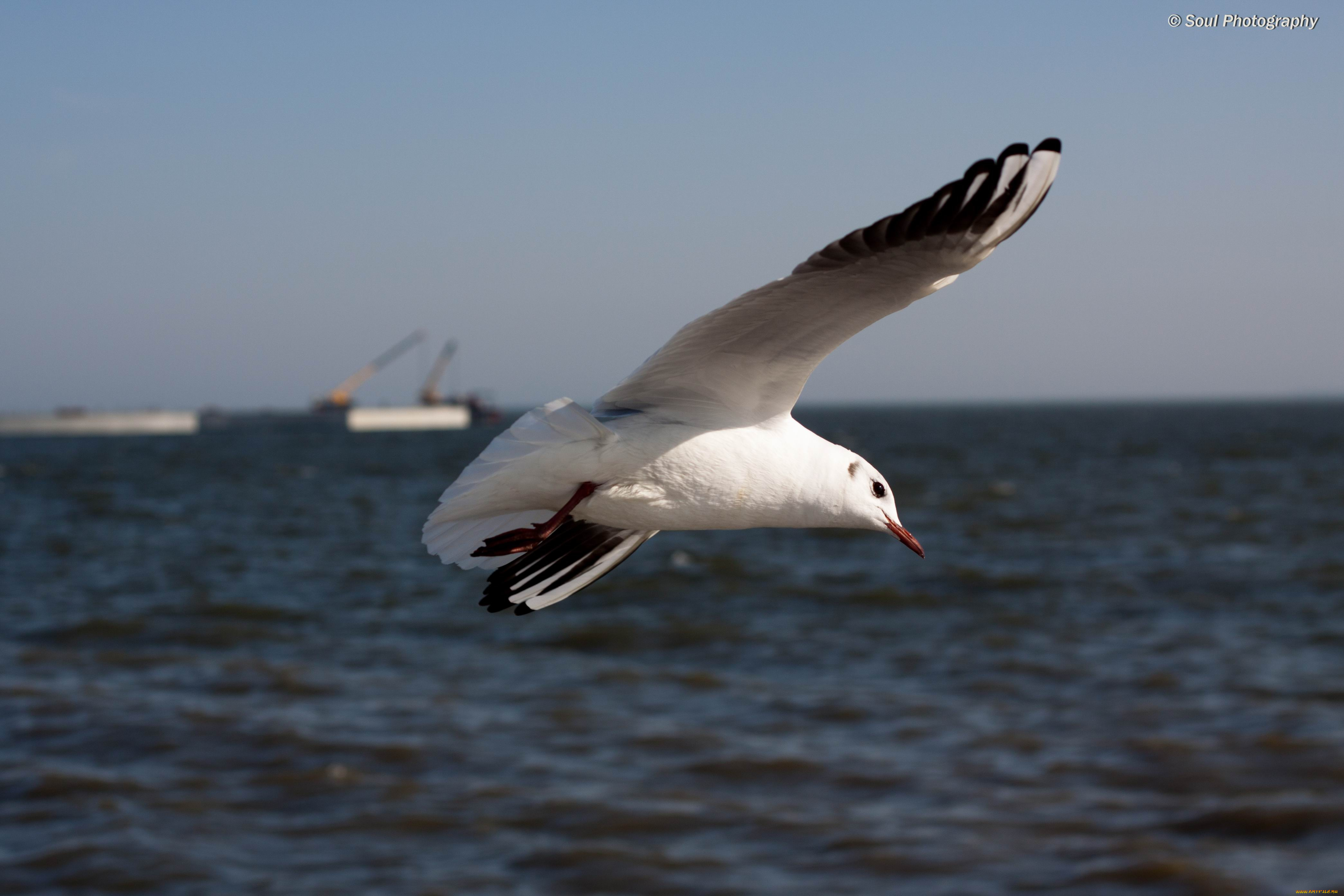 животные, Чайки, бакланы, крачки, обои, птицы