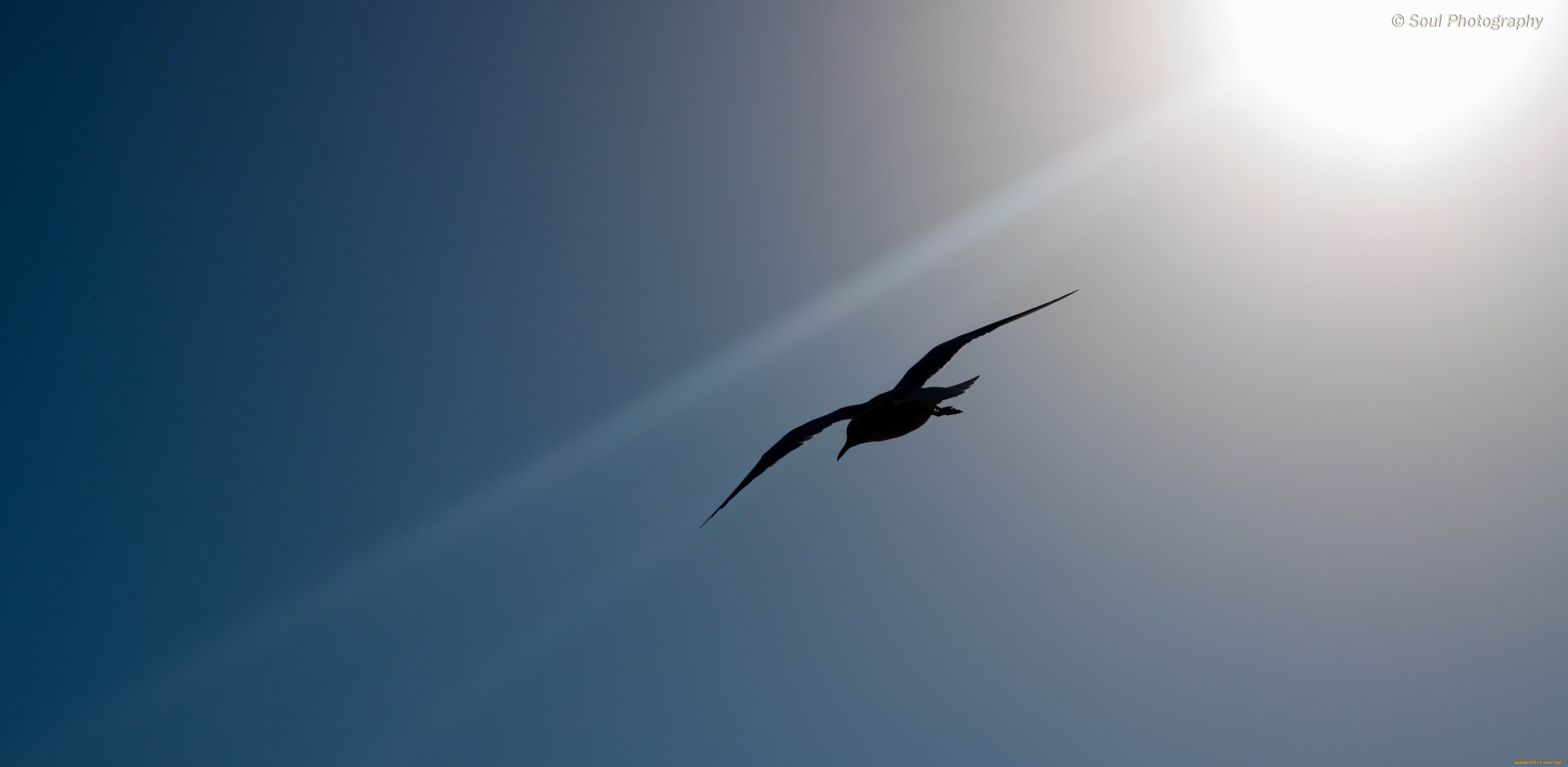 животные, Чайки, бакланы, крачки, обои, птицы