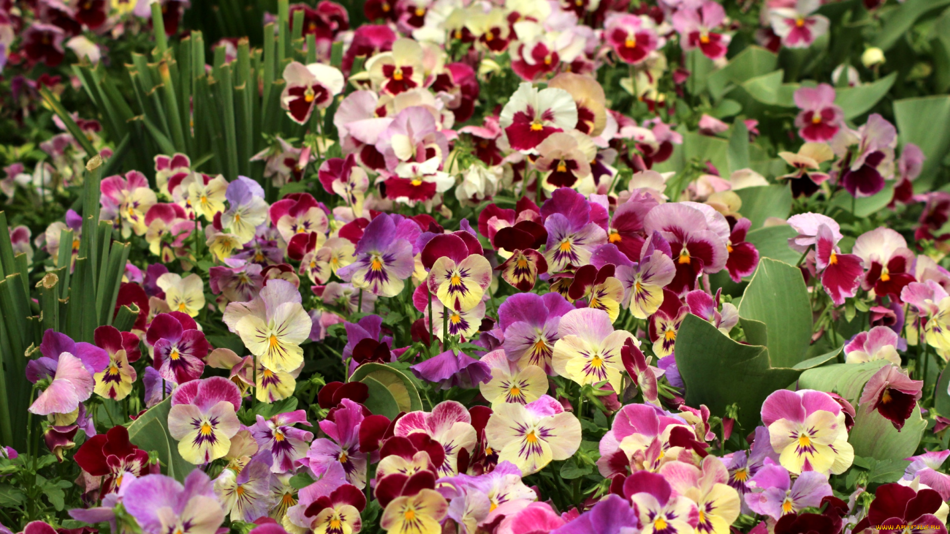 цветы, анютины, глазки, , садовые, фиалки, красота