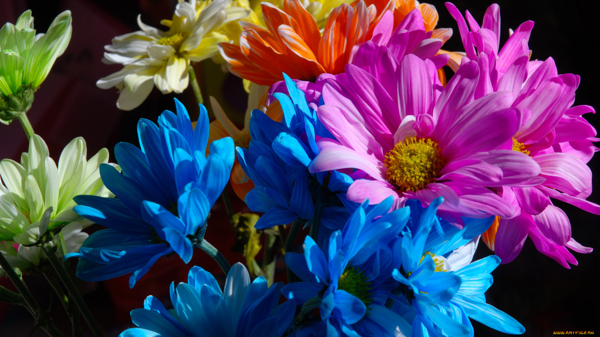 цветы, хризантемы, много, ромашки