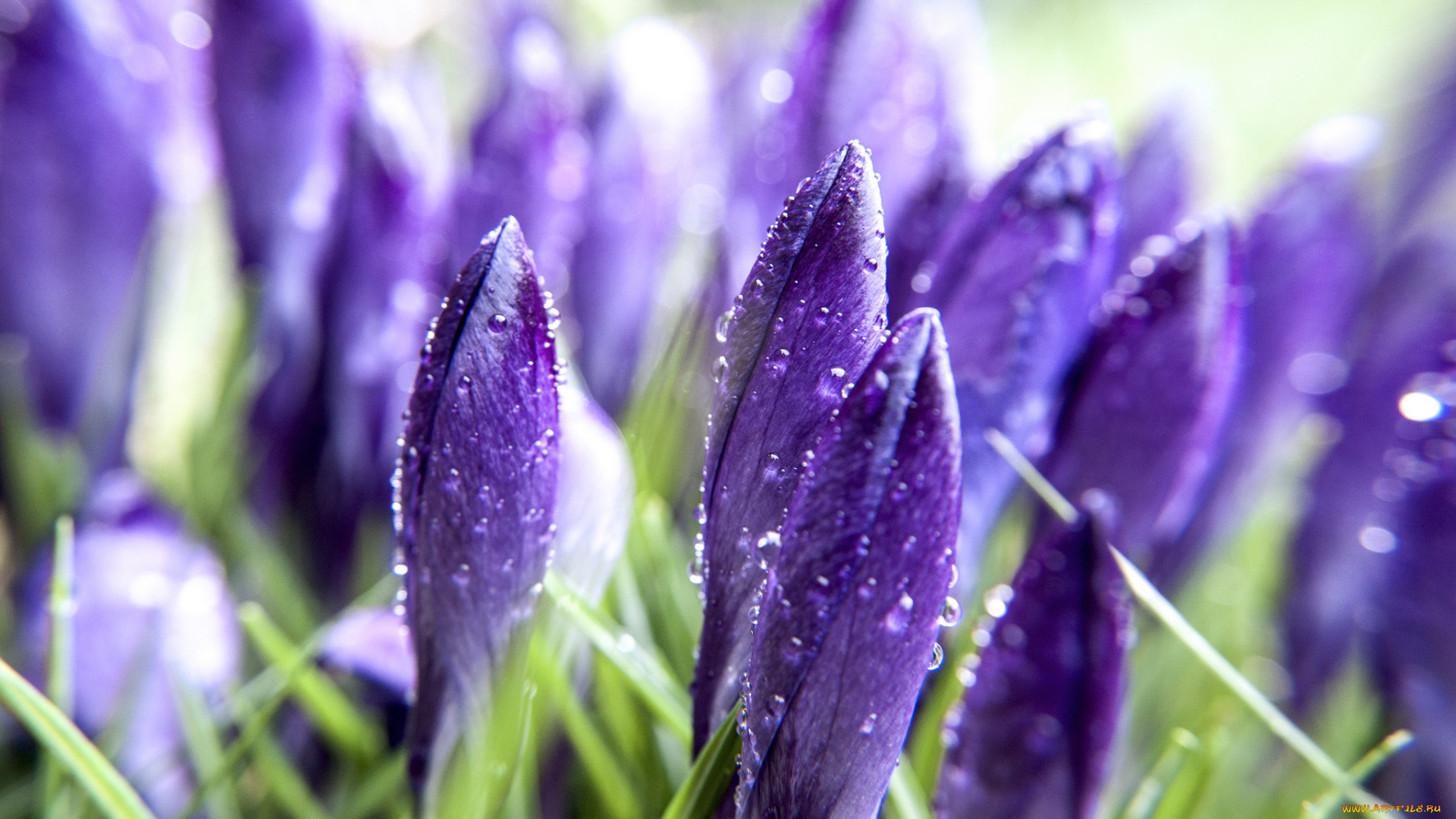 цветы, крокусы, весна, роса, утро