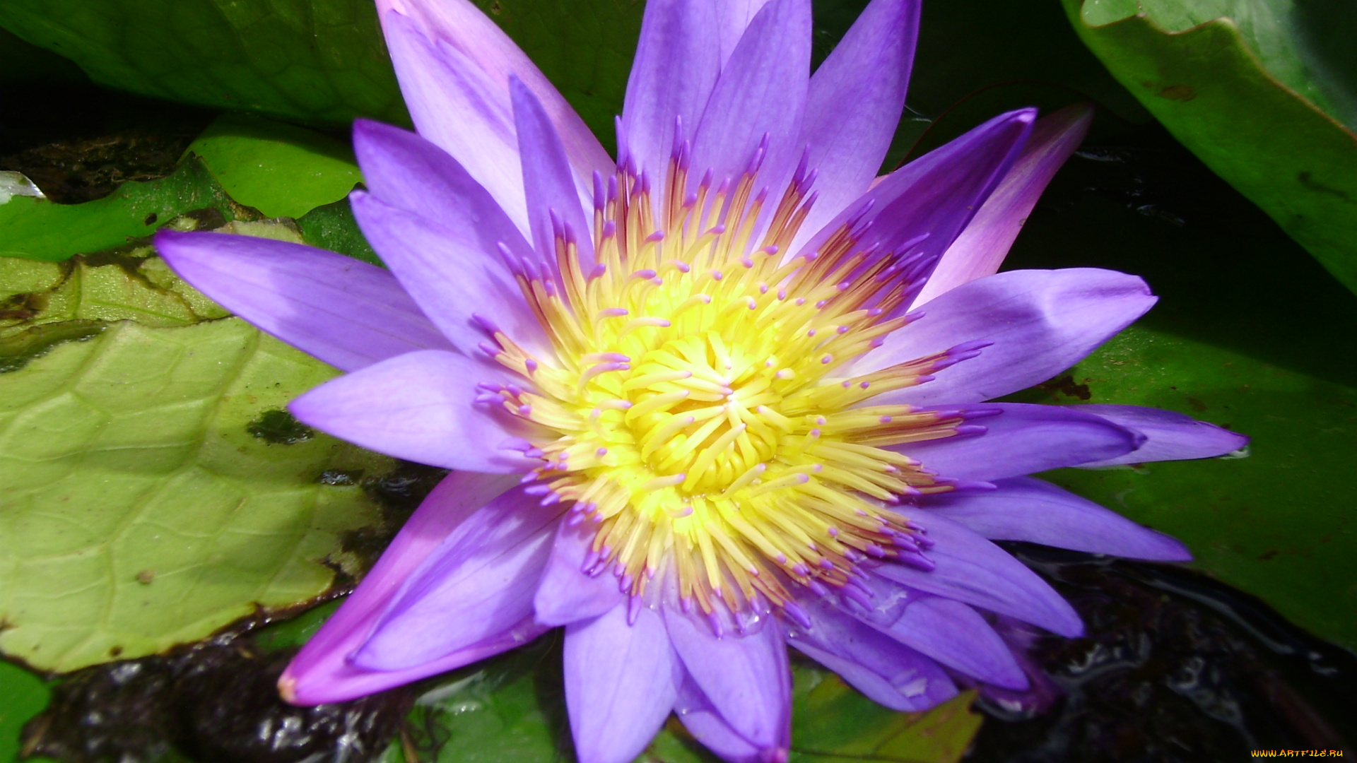 цветы, лилии, водяные, , нимфеи, , кувшинки, озеро, водяная, лилия