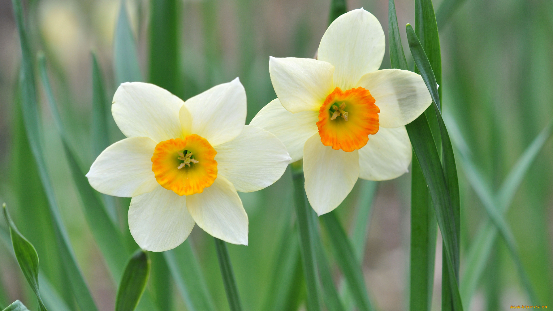 цветы, нарциссы