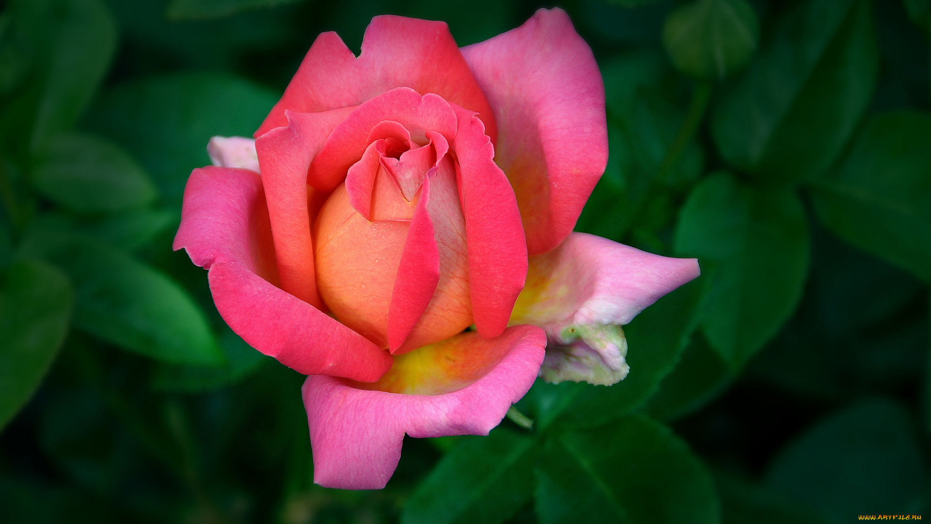 цветы, розы, бутон