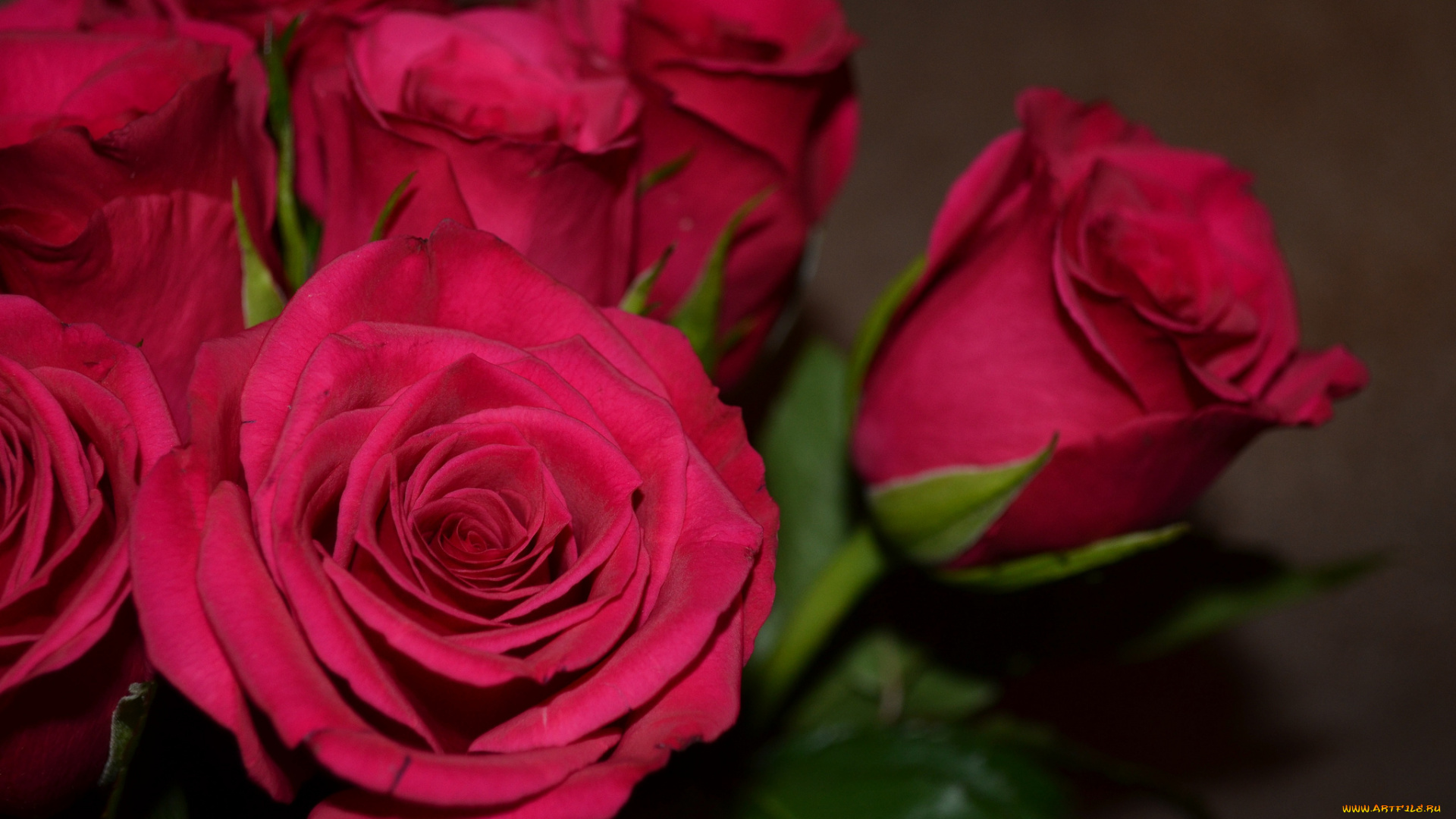 цветы, розы, красные