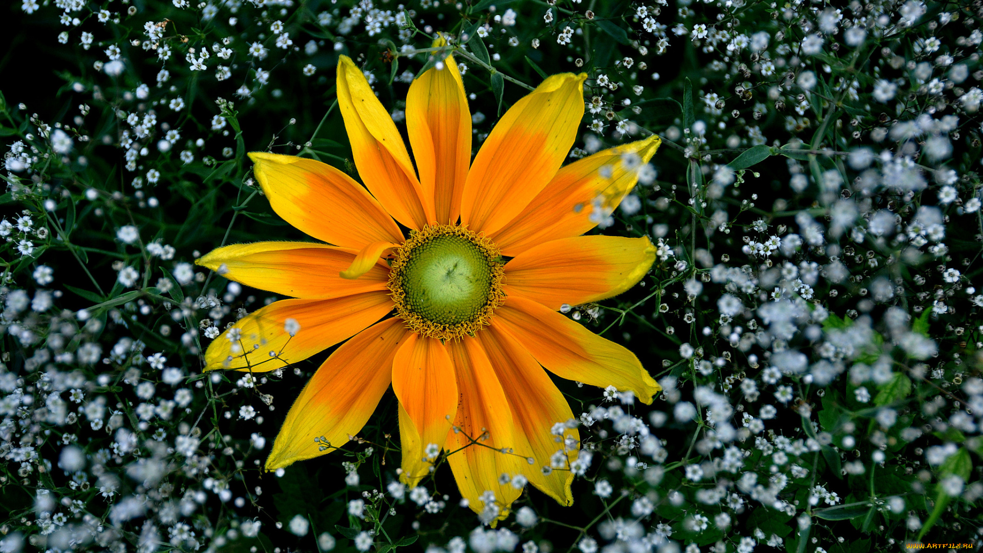 цветы, рудбекия, макро