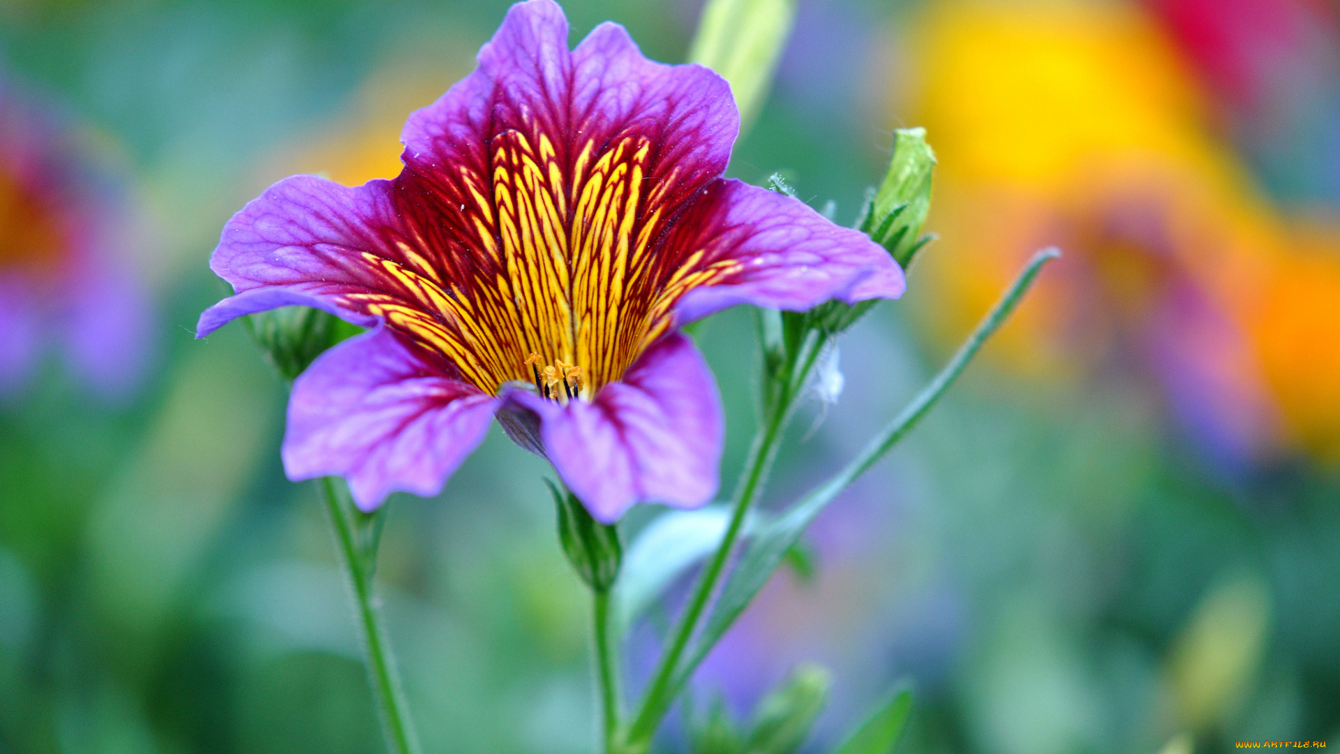 цветы, сальпиглоссис, пестрый