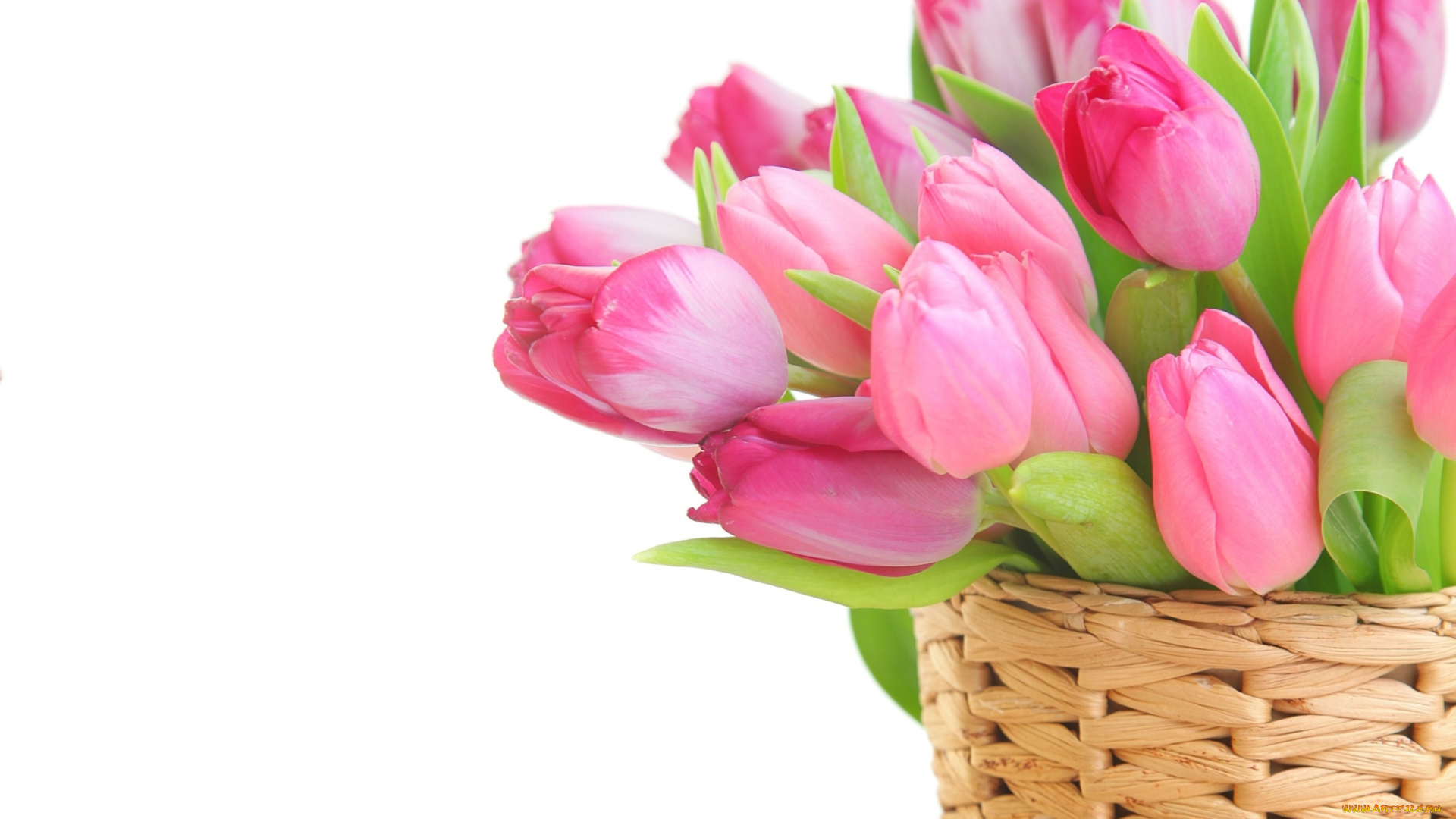 цветы, тюльпаны