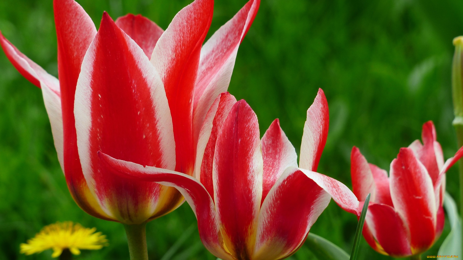 цветы, тюльпаны, красные
