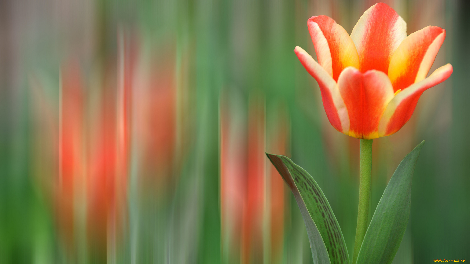 цветы, тюльпаны, пестрый