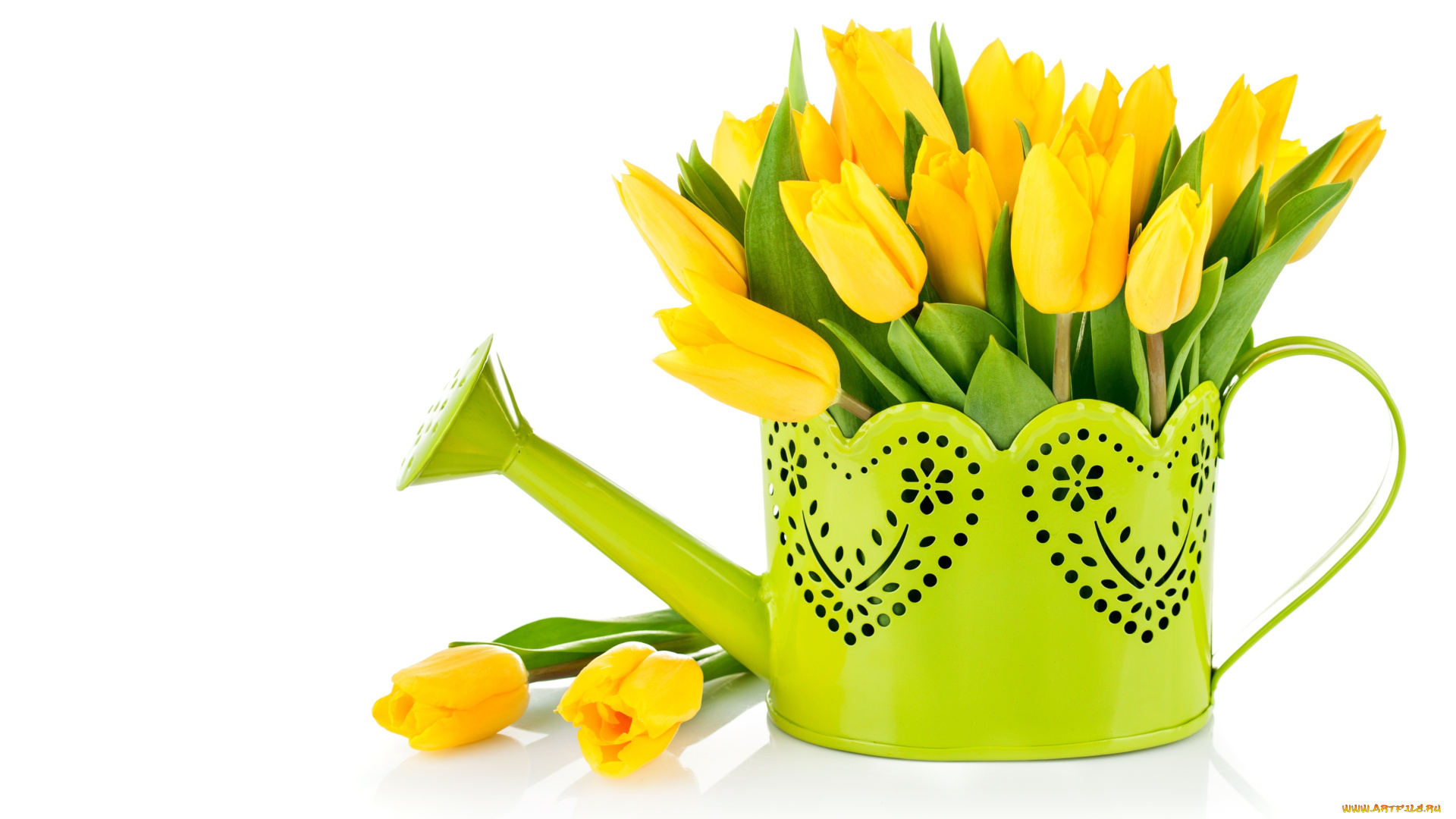 цветы, тюльпаны, желтый