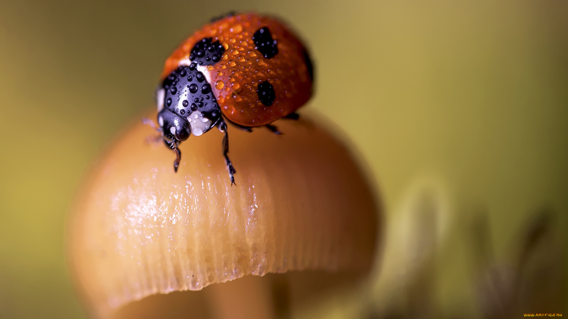 животные, божьи, коровки, гриб, фон, божья, коровка