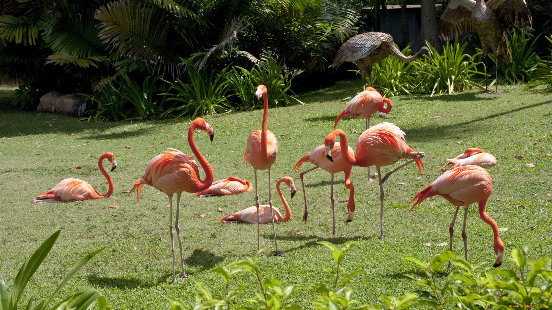животные, фламинго, трава