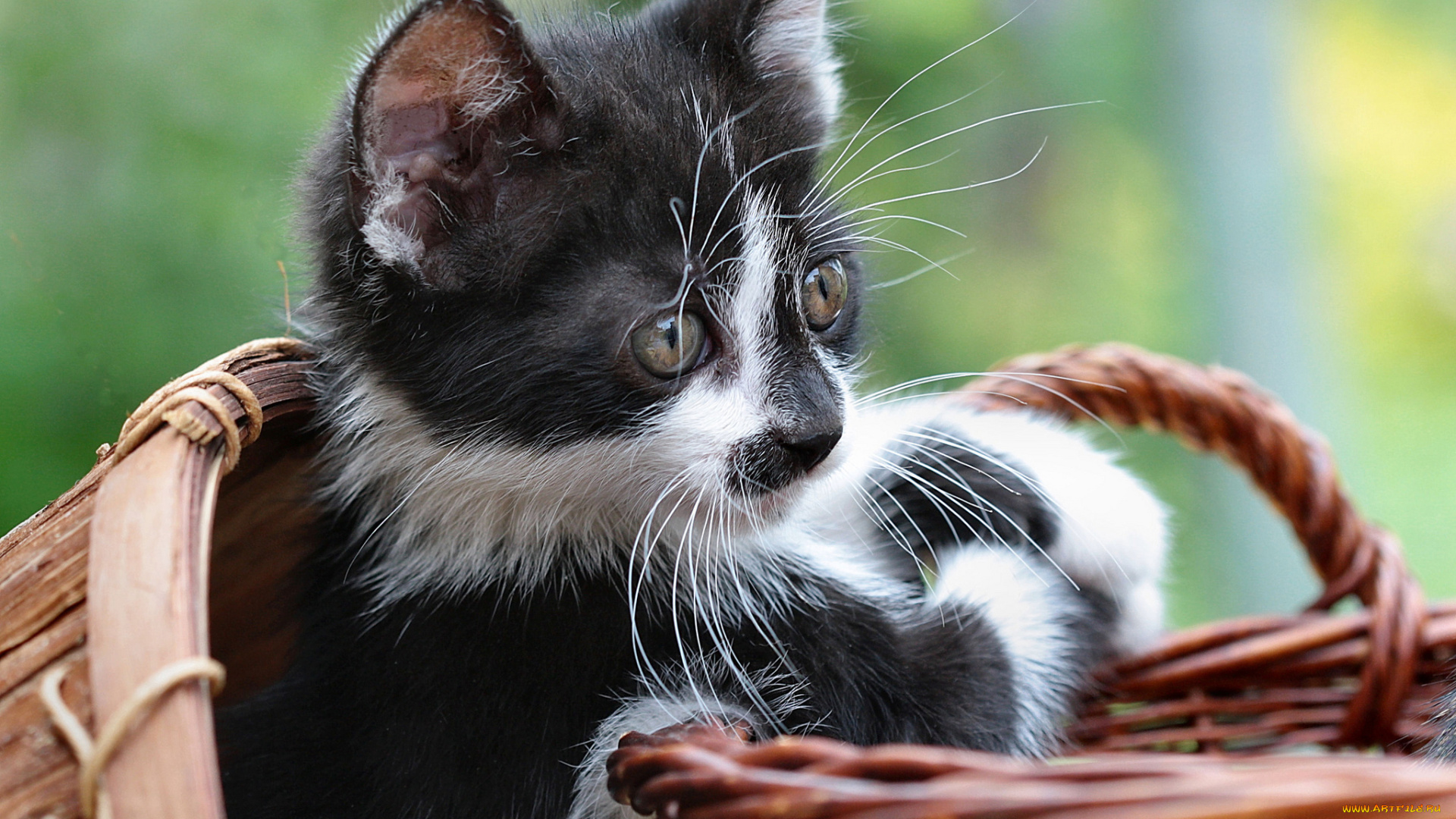 животные, коты, взгляд, корзинка, котенок, бело-черный
