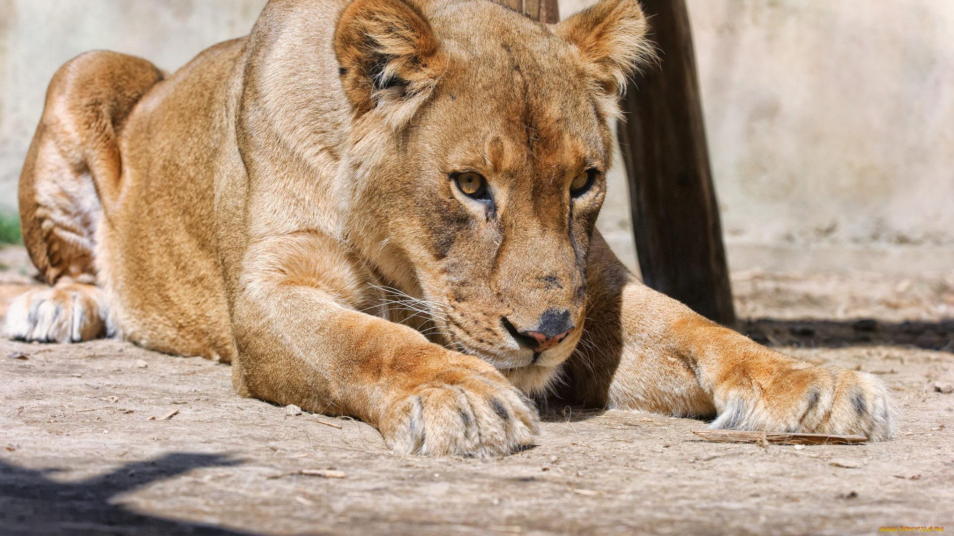 животные, львы, взгляд, кошка, львица