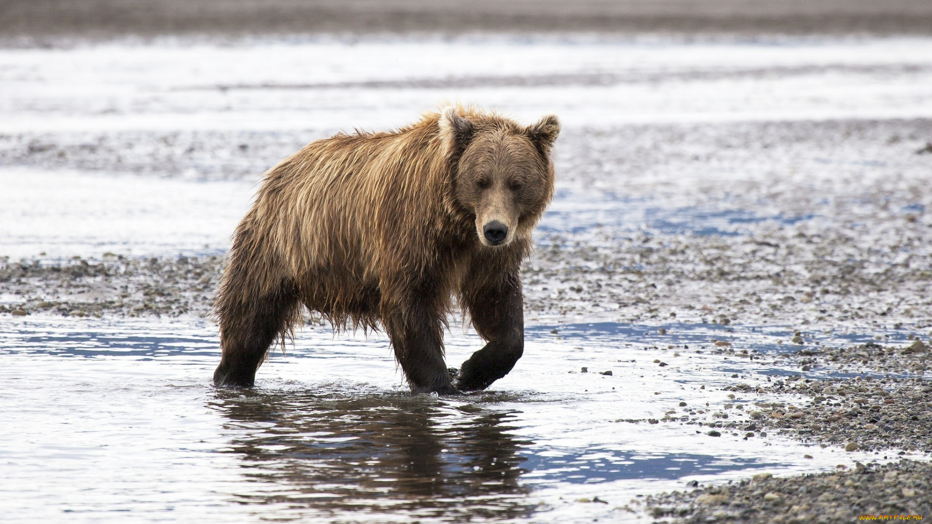 животные, медведи, вода, берег