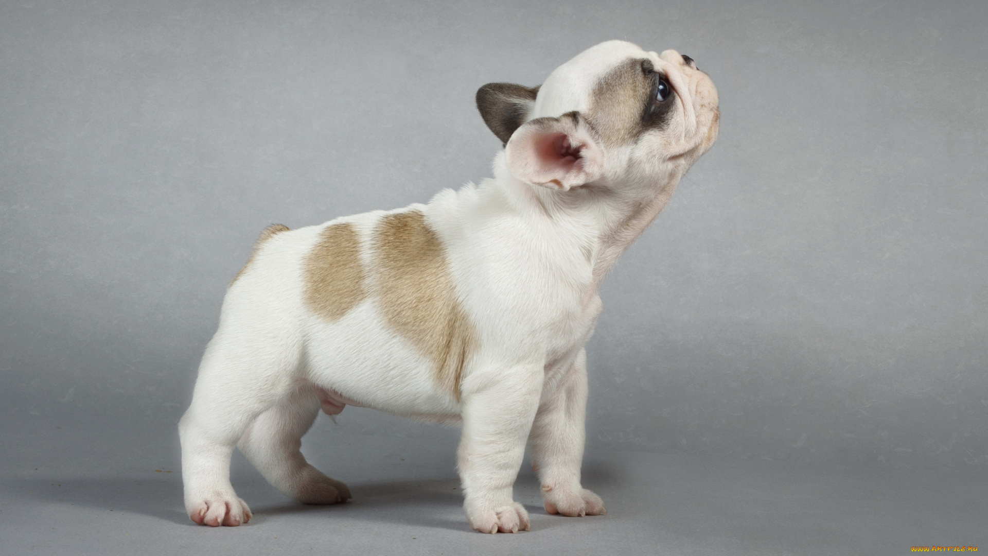 животные, собаки, фон, щенок, собака