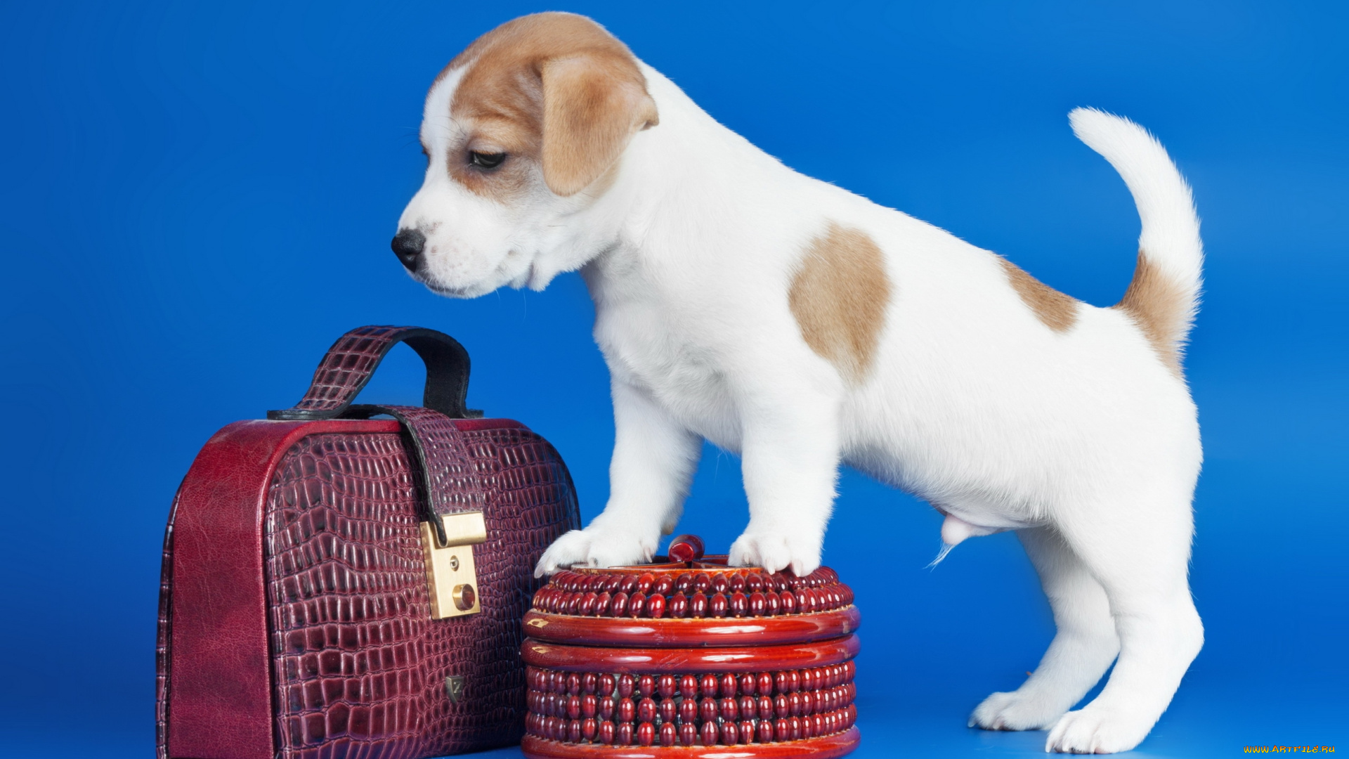 животные, собаки, щенок, собака, сумки