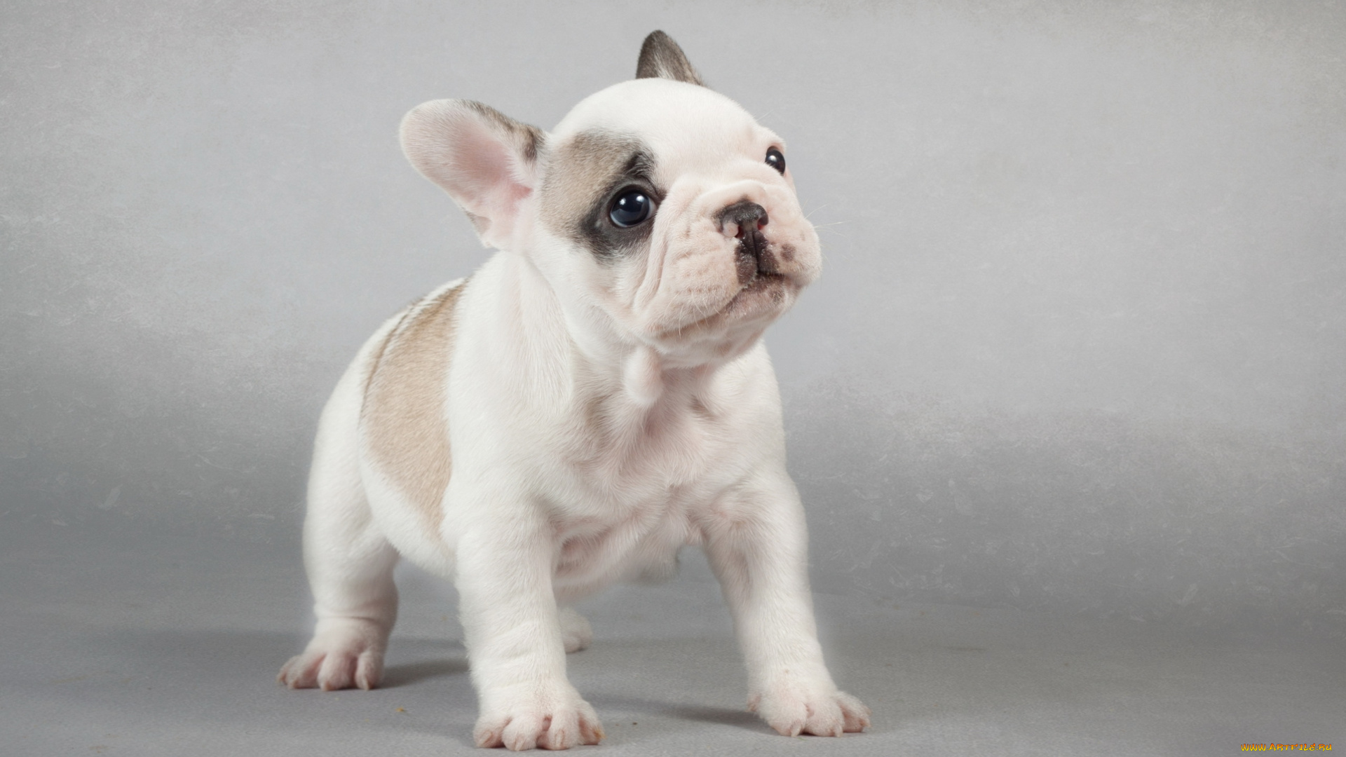 животные, собаки, щенок, взгляд, собака