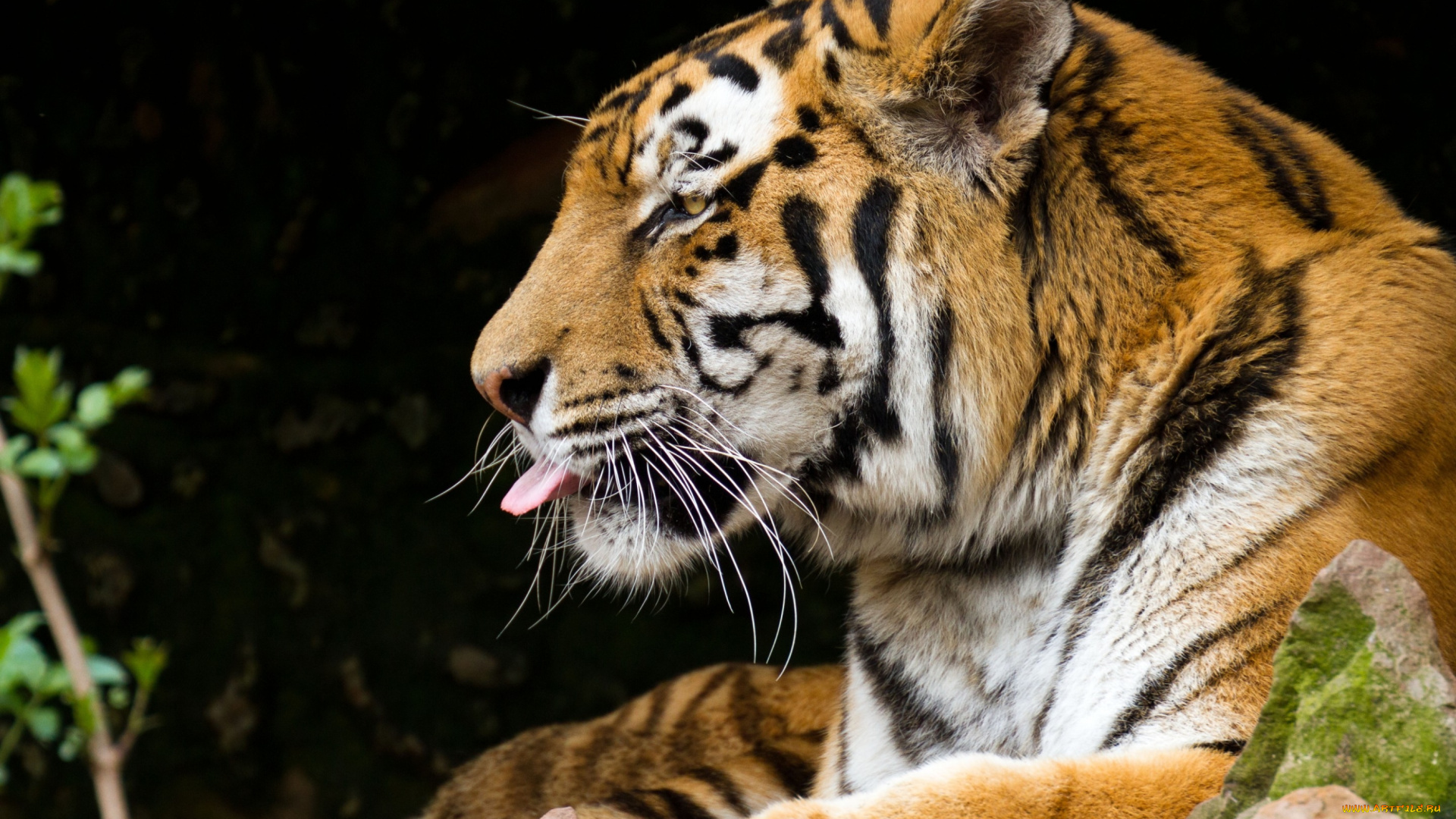 животные, тигры, профиль, кошка, амурский, тигр, язык