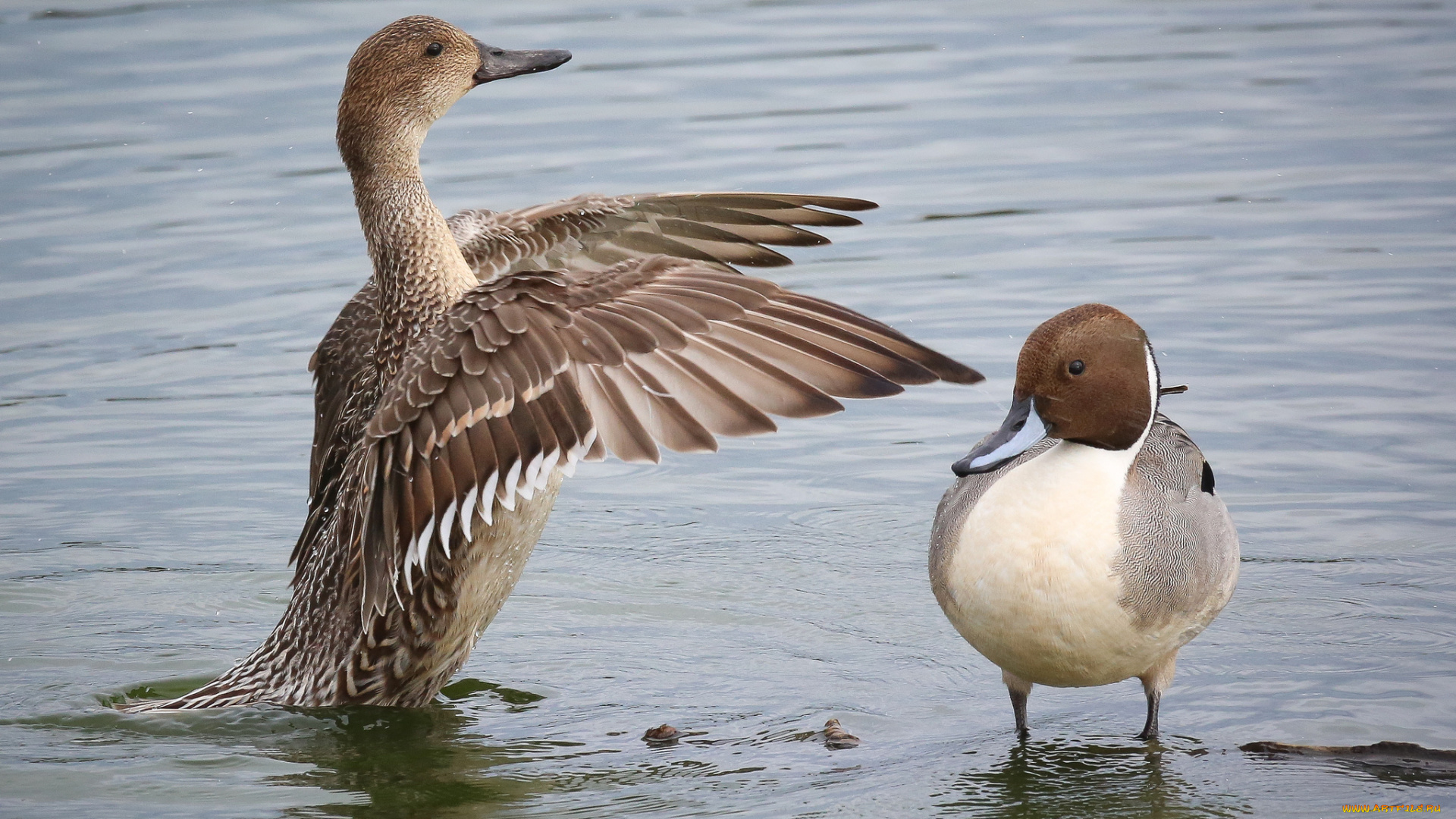 животные, утки, вода