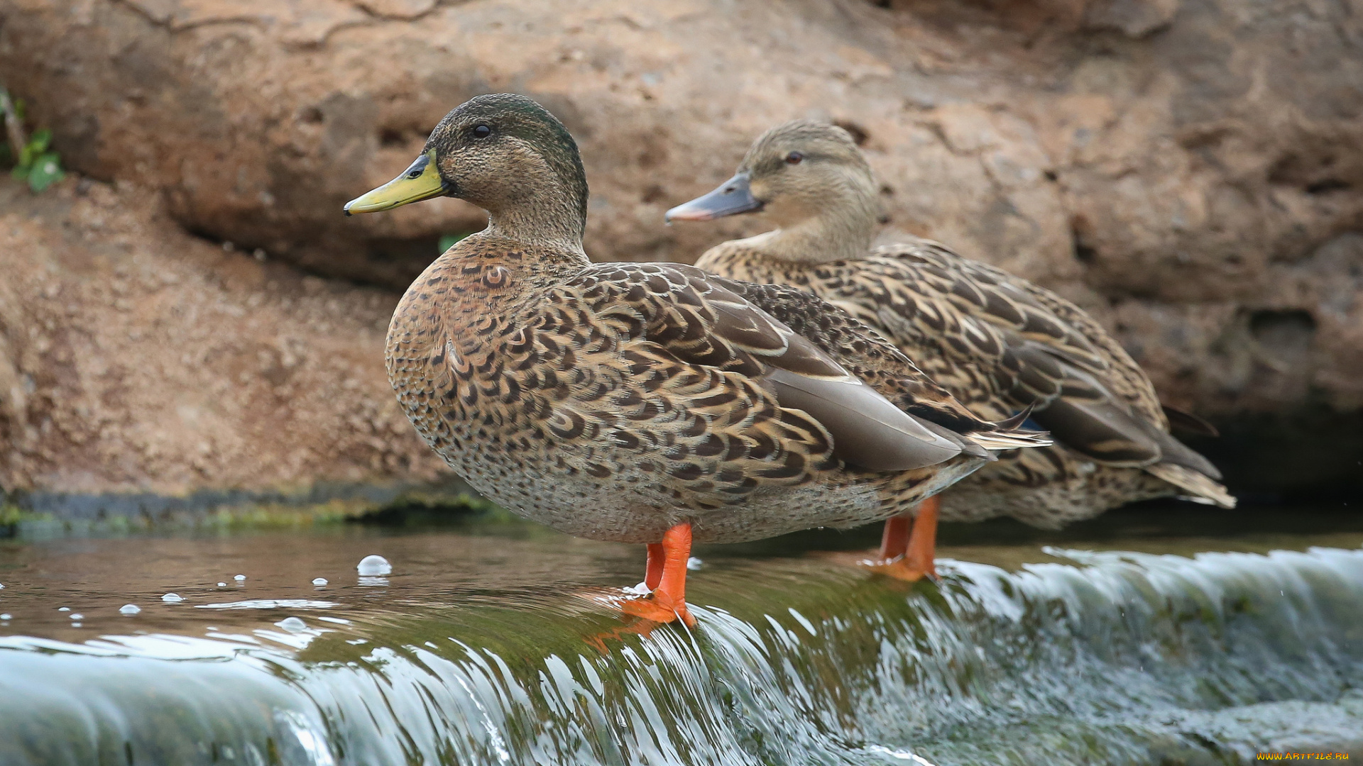 животные, утки, вода