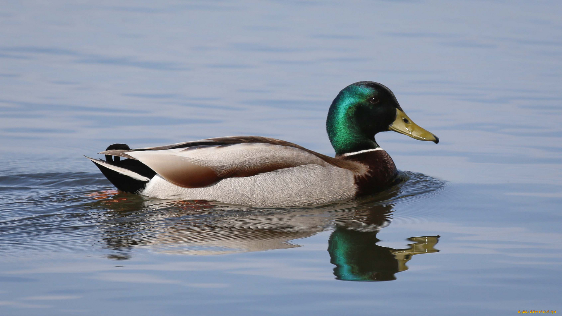 животные, утки, вода, утка