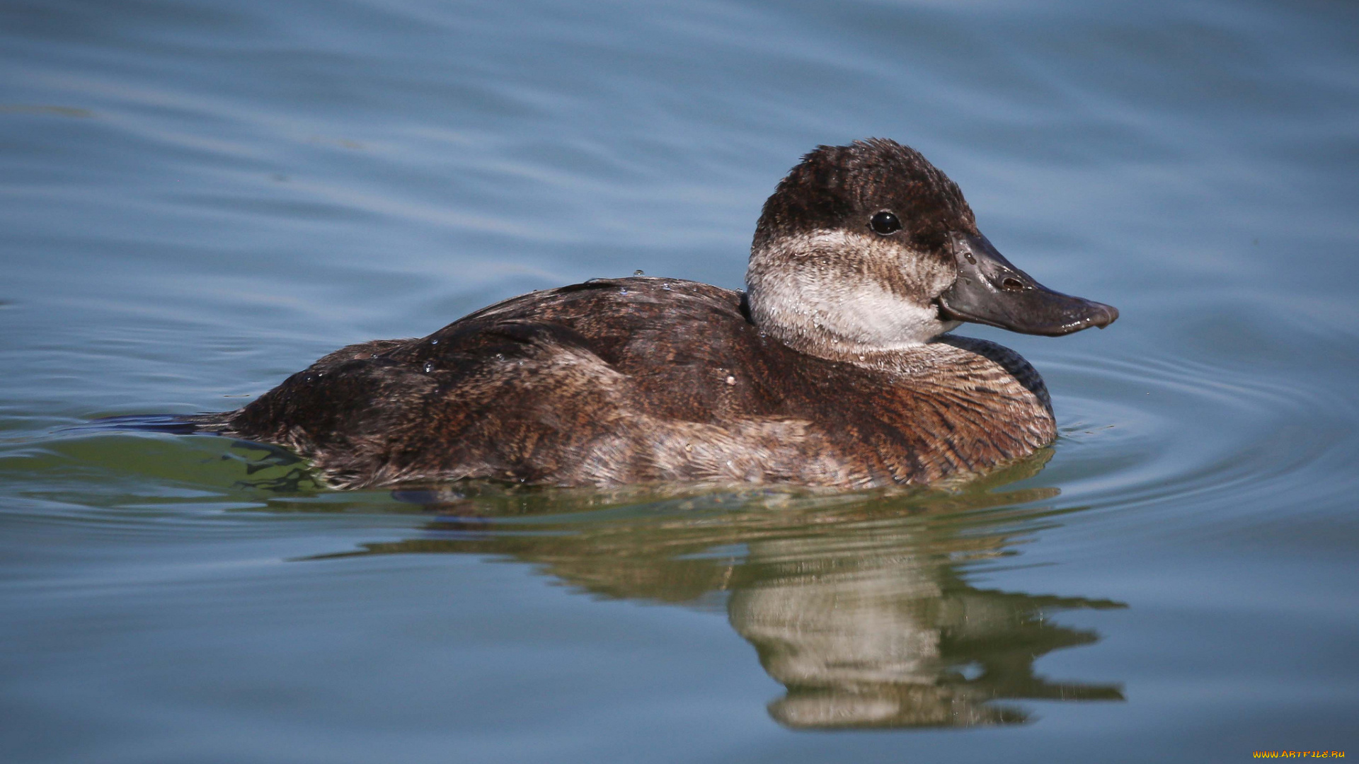 животные, утки, вода, утка