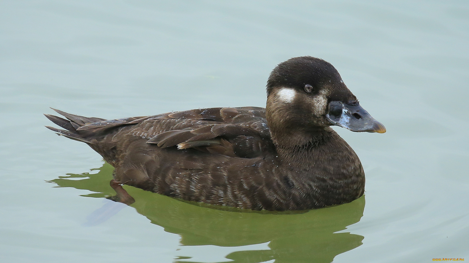 животные, утки, вода, утка